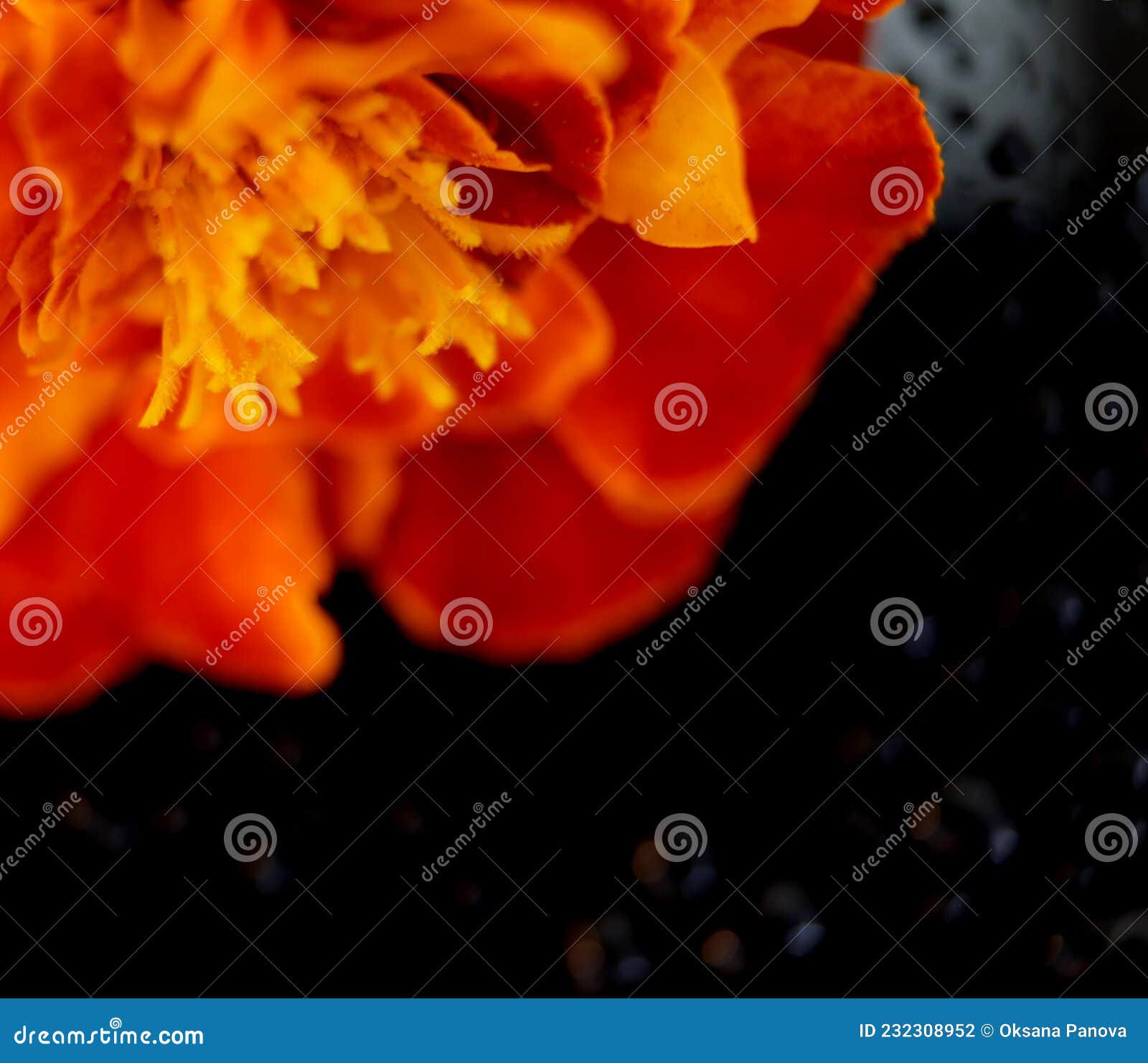 fiore luminoso autunnale calendula arancione su sfondo nero. macro, astrazione. gocce d'acqua su uno sfondo scuro.