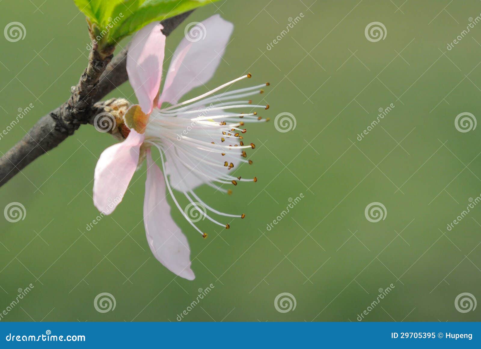 Fiore della pesca. Fiore rosa della pesca sull'albero.