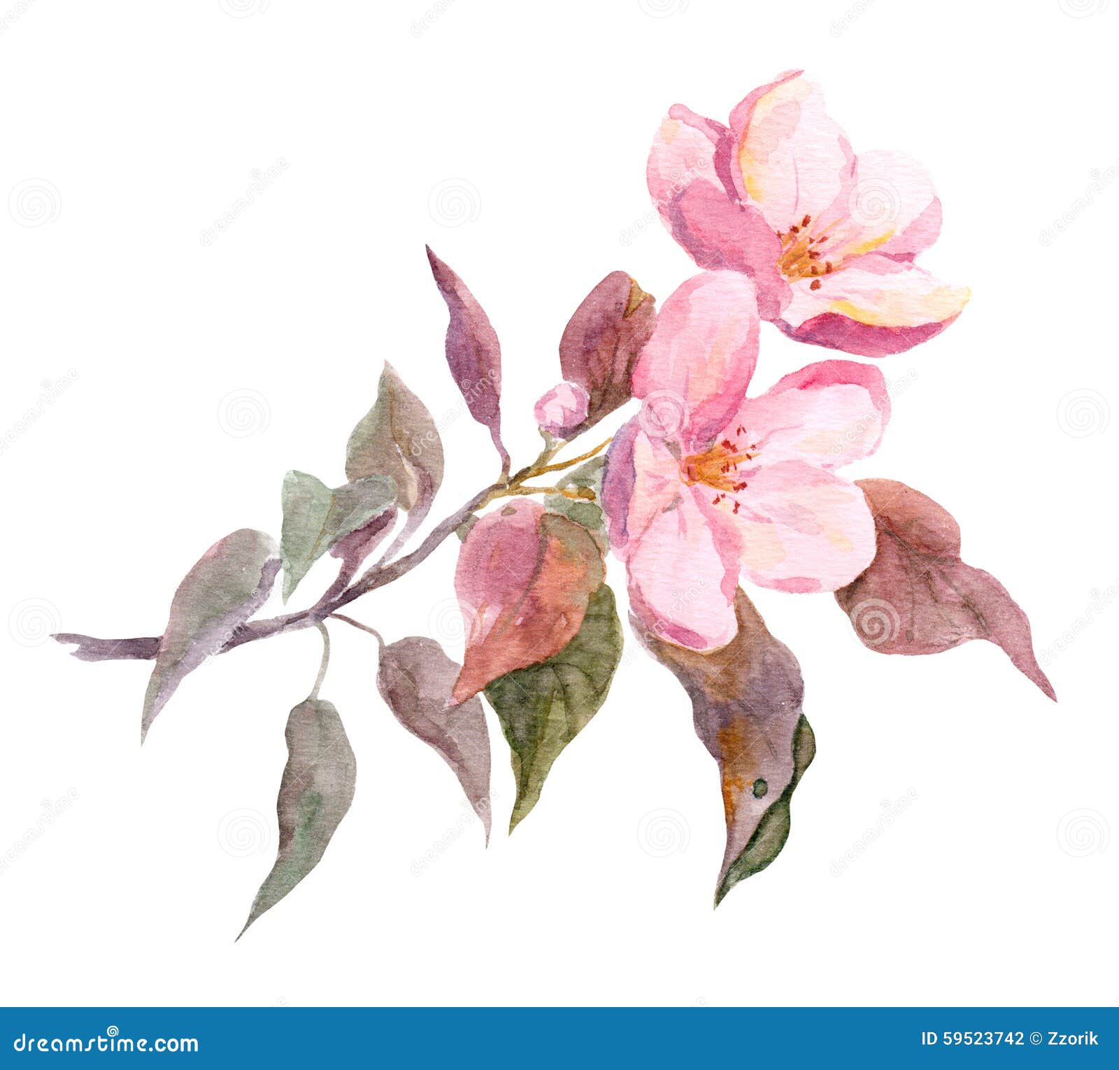 Fiore Rosa Di Melo Disegno Dipinto A Mano Dell Acquerello Illustrazione Di Stock Illustrazione Di Frutta Germoglio