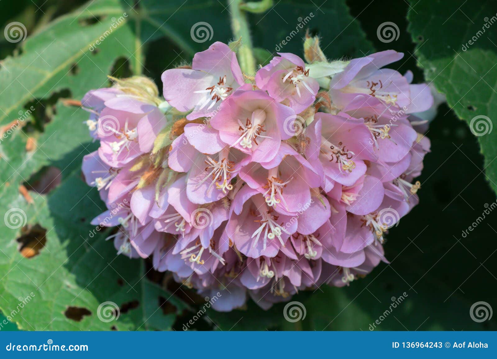 Fiori A Forma Di Palla Nome - Fiori Porpora Della Buganvillea Come Forma Della Palla ... : Questa pianta si caratterizza non solo per i splendidi fiori gialli che fioriscono da febbraio fino a settembre ma.