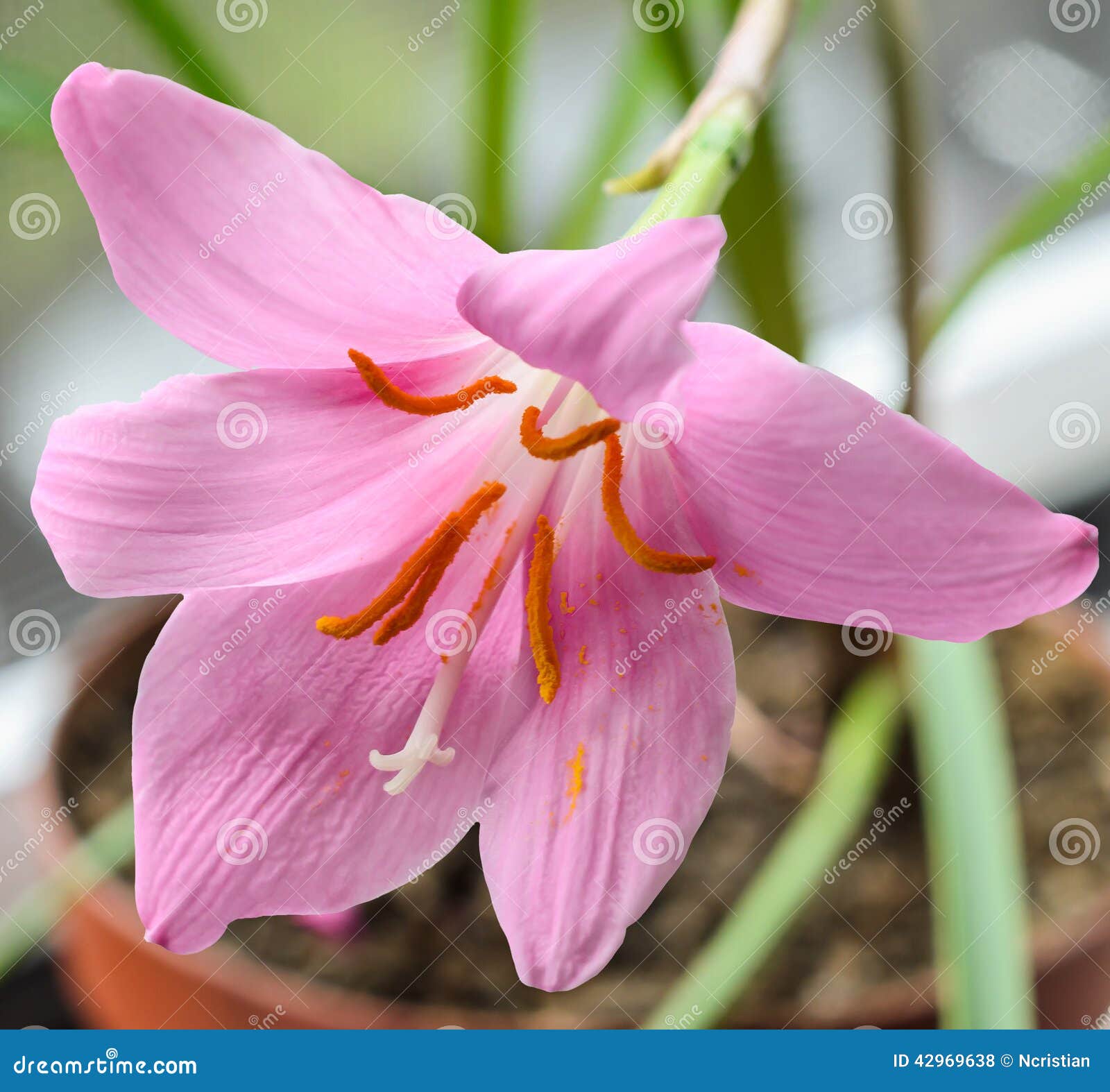 5 Bulbi Di Zephyranthes Rosa - Per Giardino O Vaso, Fiori Profumati E Colorati - Foto 6