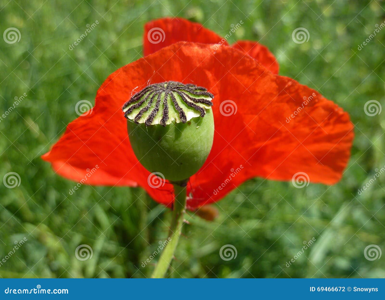 Papavero Rosso (Rosolaccio): Proprietà Curative. A Cosa Serve? Come Si - Foto 12