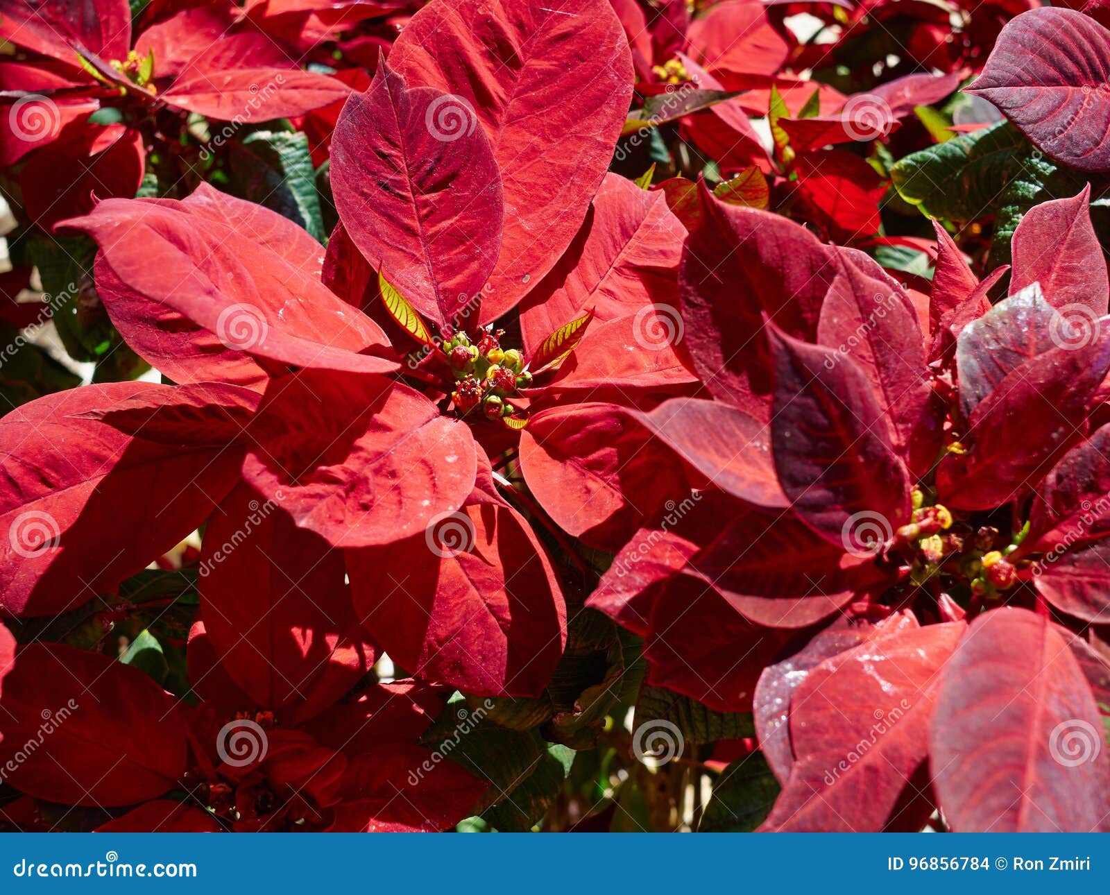 Fioritura Stella Di Natale.Fiore Rosso Di Fioritura Della Pianta Di Natale Della Stella Di Natale Fotografia Stock Immagine Di Inverno Decorativo 96856784