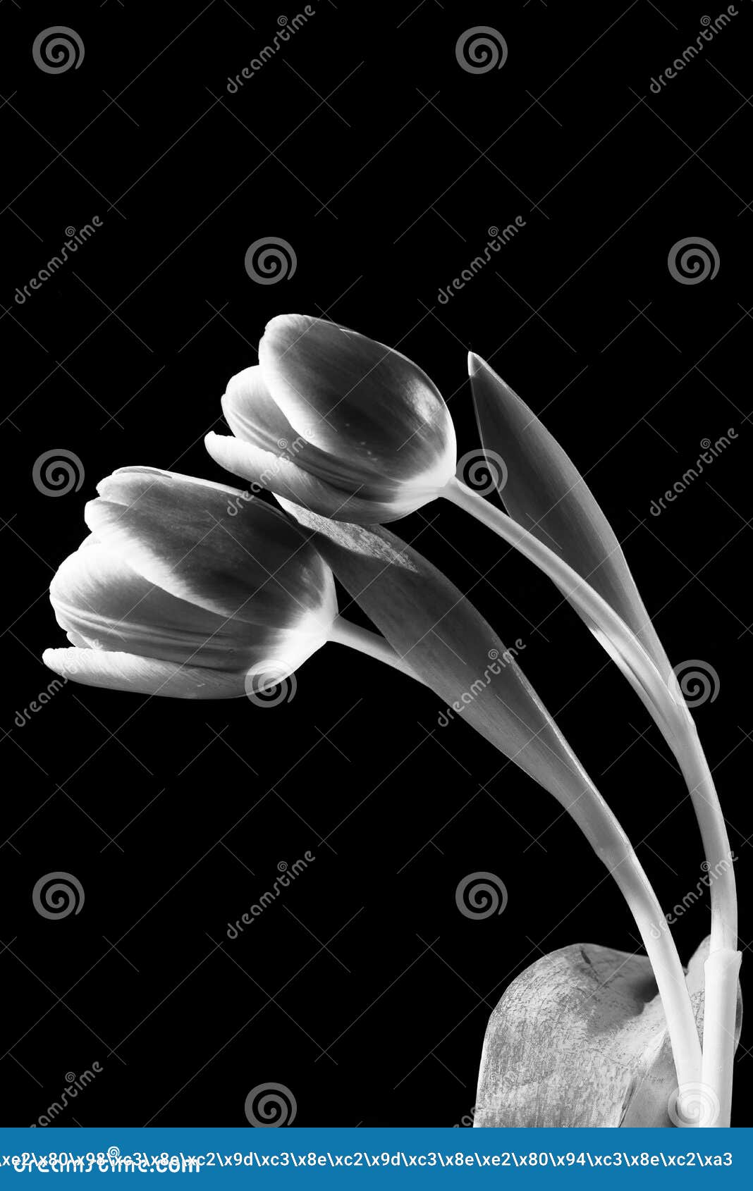Fiore Scuro Bianco E Nero Del Tulipano Immagine Stock
