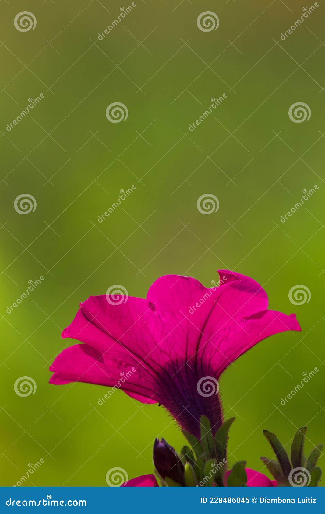 fiore viola su sfondo verde