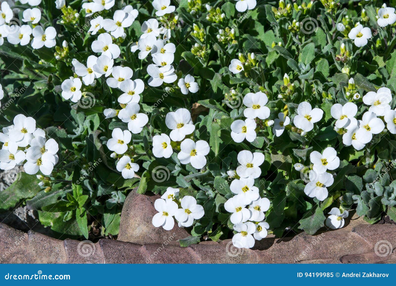 Fiori Bianchi Con Centro Giallo