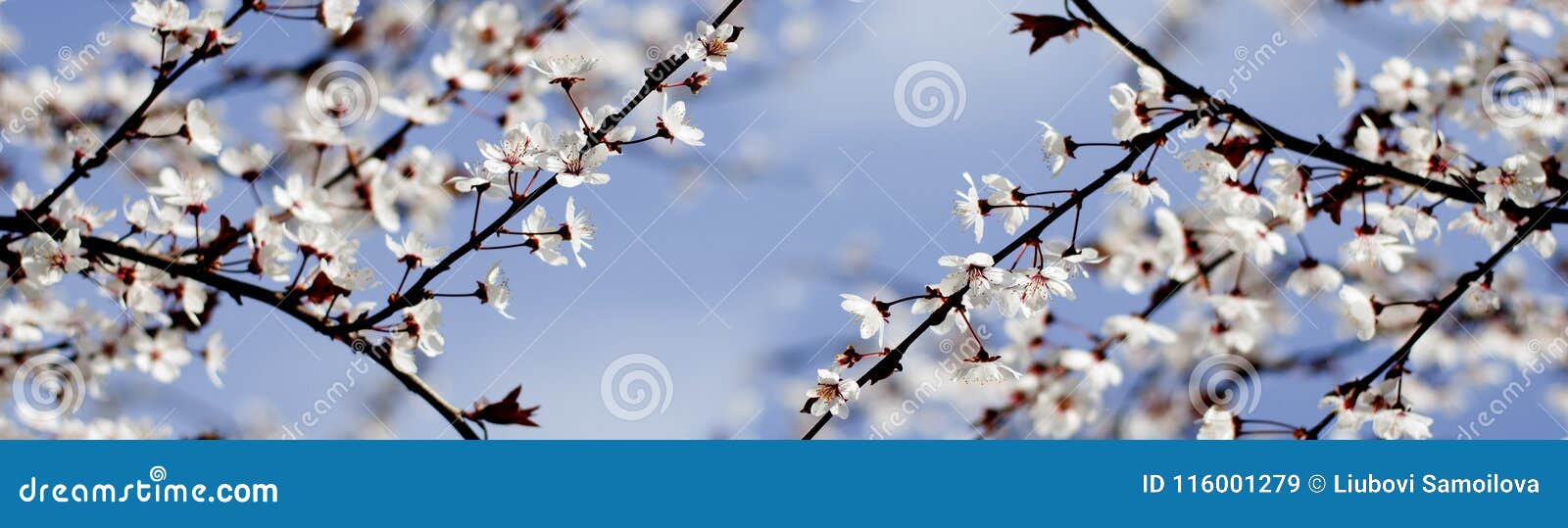 Fiori bianchi della primavera su un albero contro il cielo blu Fiori panoramici dei fiori di ciliegia della molla