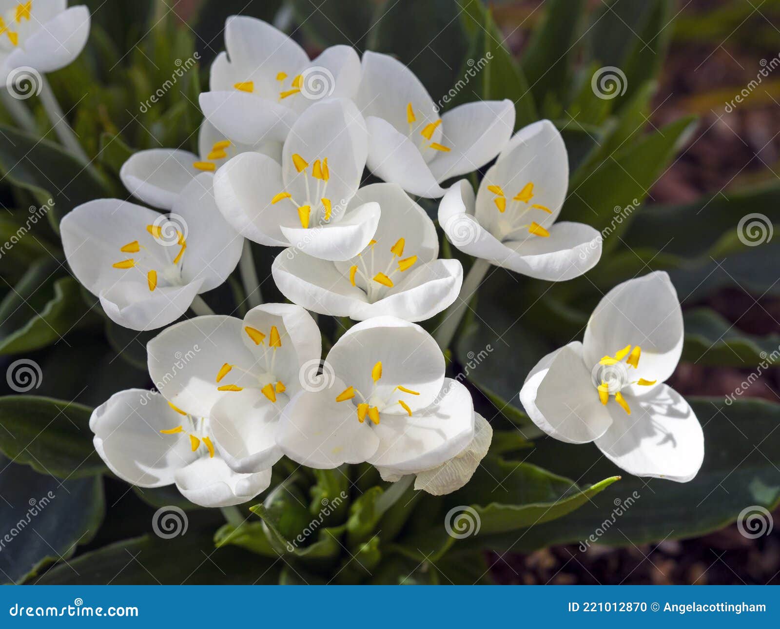 Fiori Bianchi Puri Su Saldità Bianca Brillante Weldenia Candida Fotografia  Stock - Immagine di fiore, polline: 221012870
