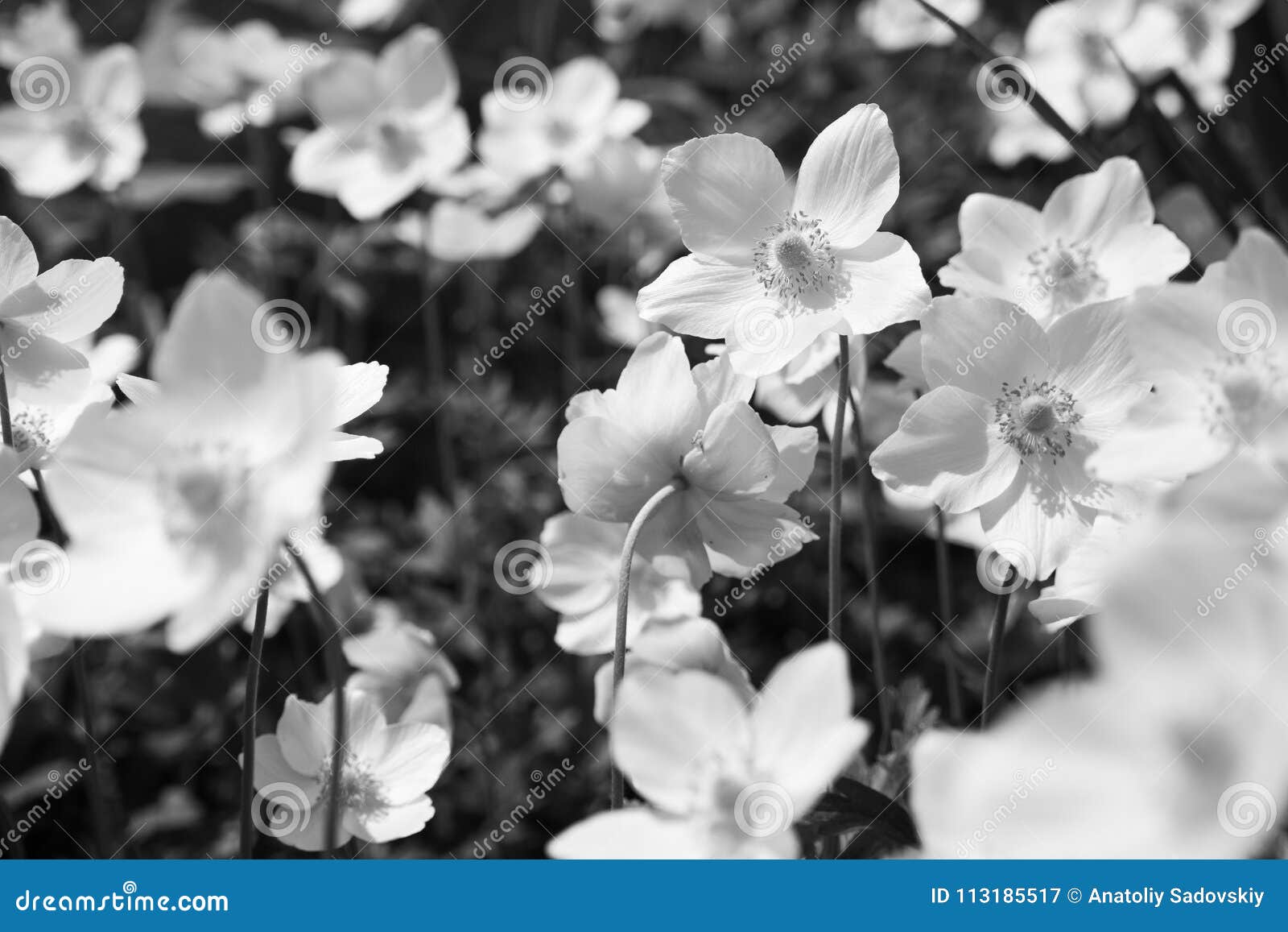Fiori In Bianco E Nero Dell Anemone Immagine Stock Immagine Di Fiore Aperto 113185517
