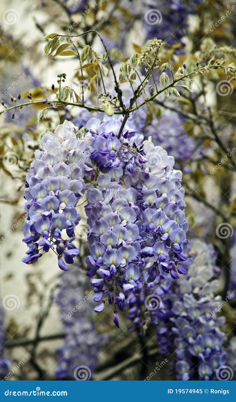 12 Fiori Di Glicine Artificiali Blu - Decorazione Appendibile Per Interni Ed Esterni