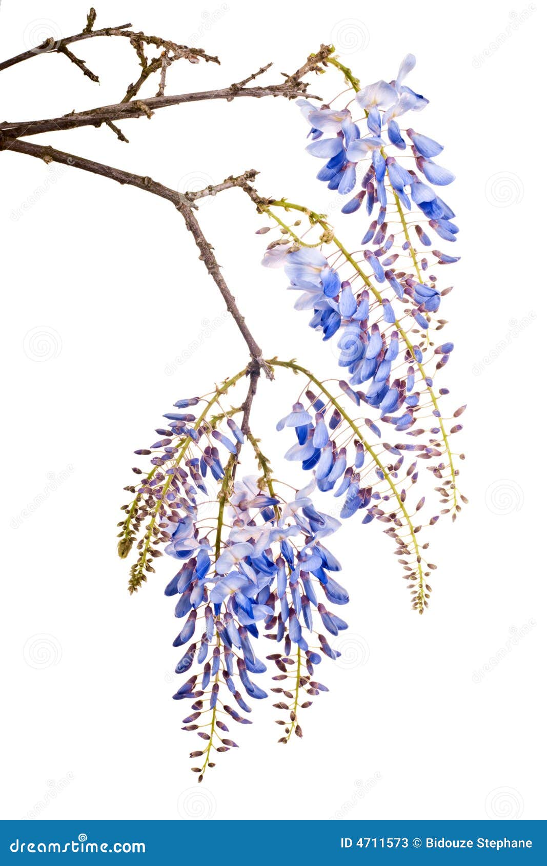 12 Fiori Di Glicine Artificiali Blu - Decorazione Appendibile Per Interni Ed Esterni