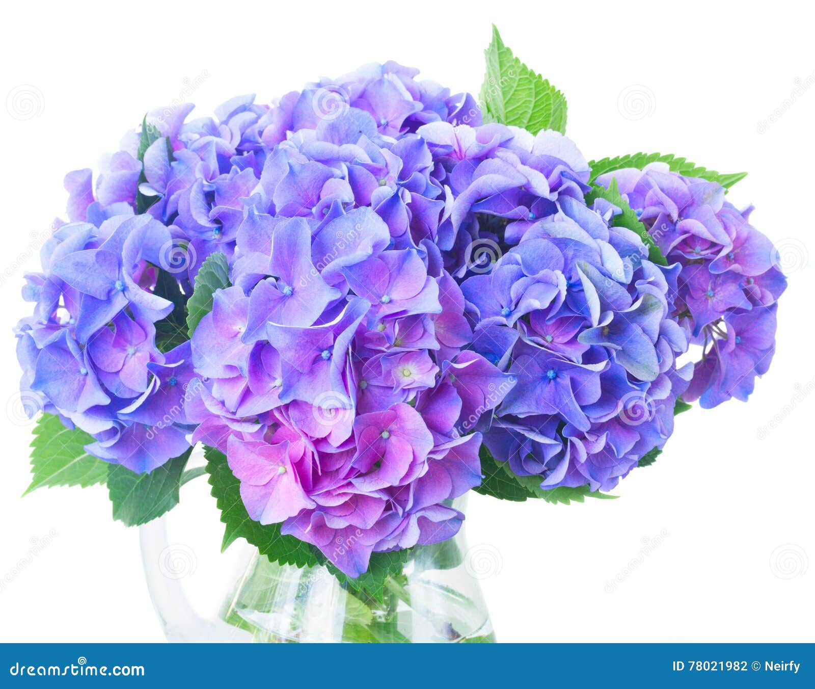 Fiori Blu E Viola Di Hortensia Fotografia Stock - Immagine di mazzo,  pianta: 78021982