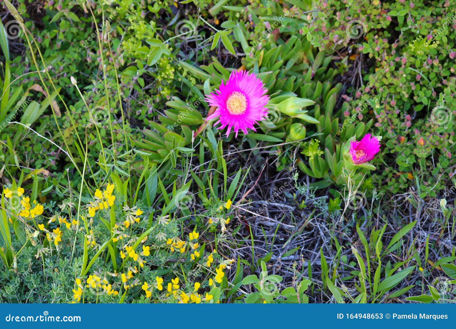 fiori colorati