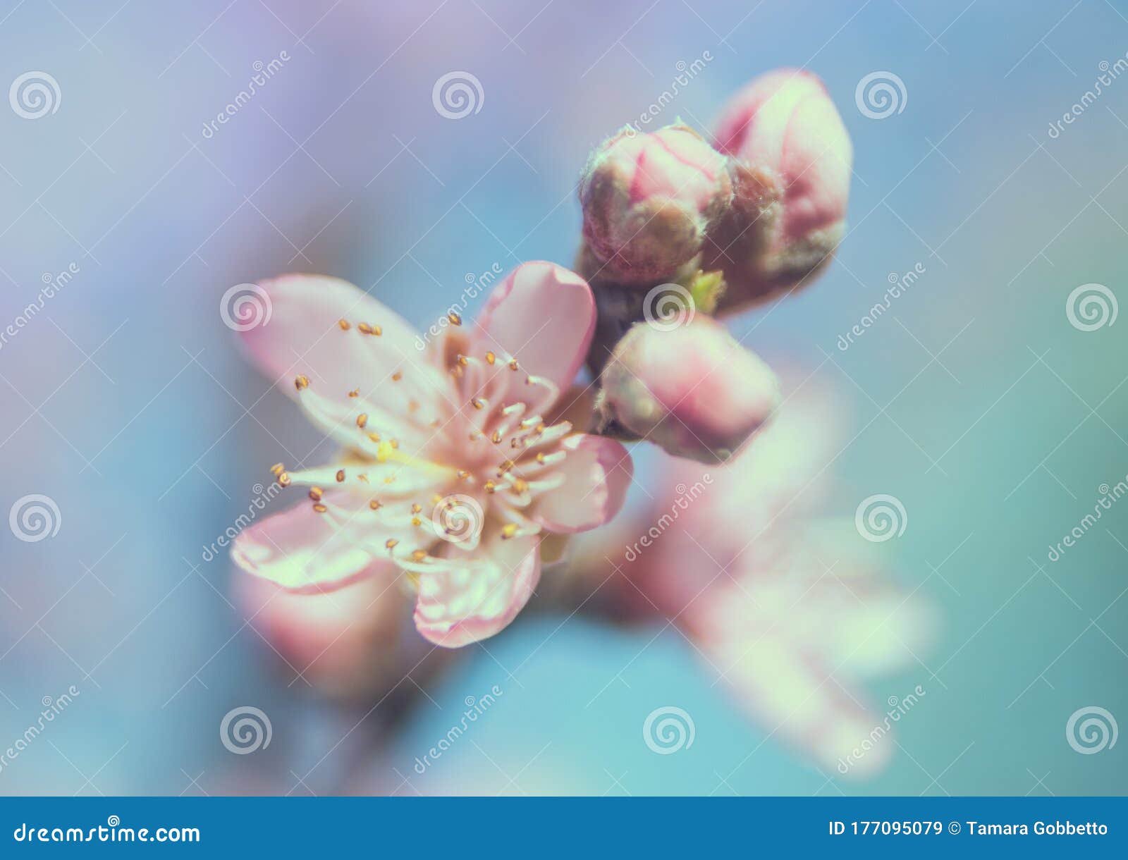 fotografia macro di fiori da frutto