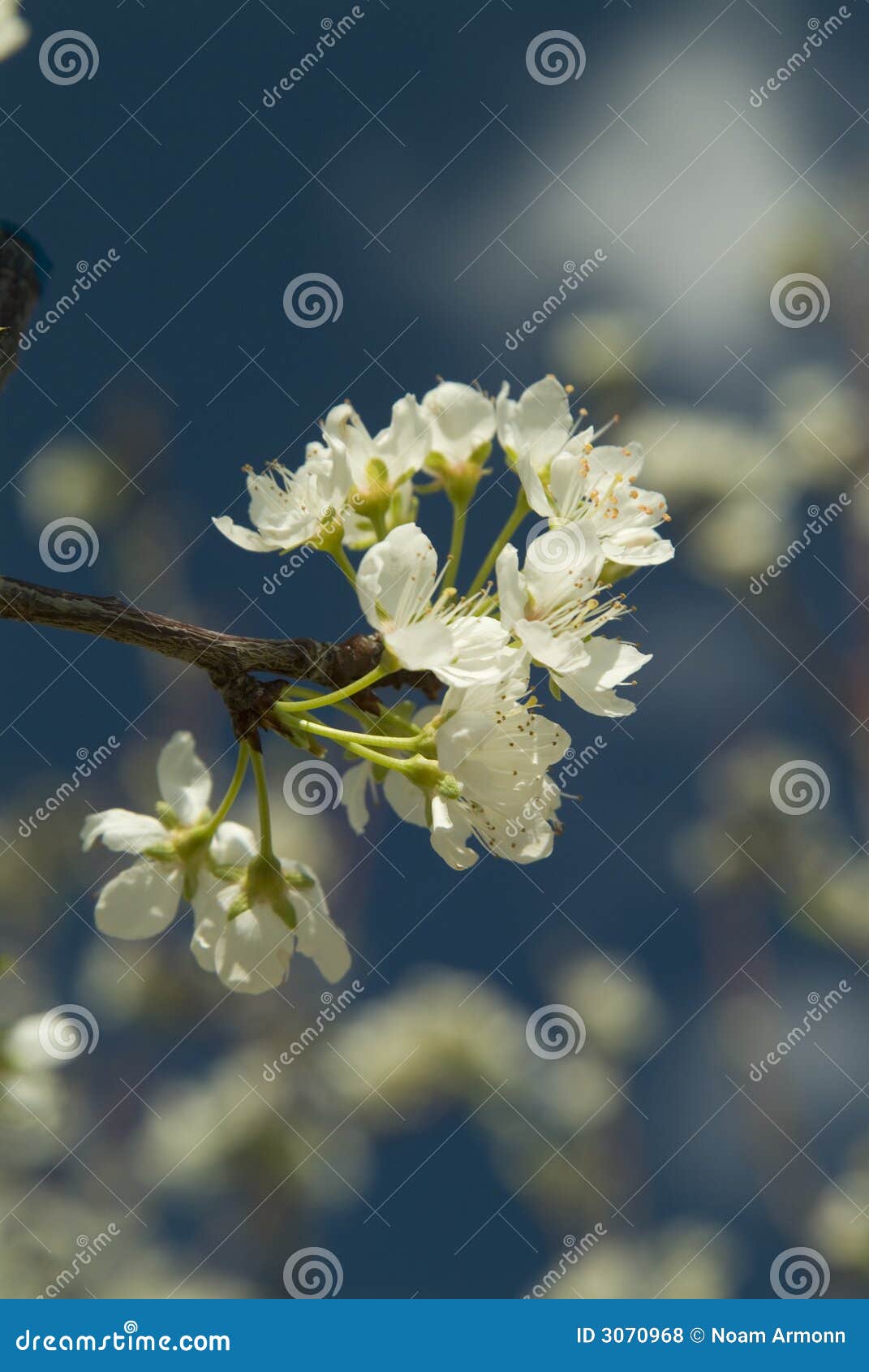 Fiori del ciliegio. Il ciliegio bianco fiorisce il fiore