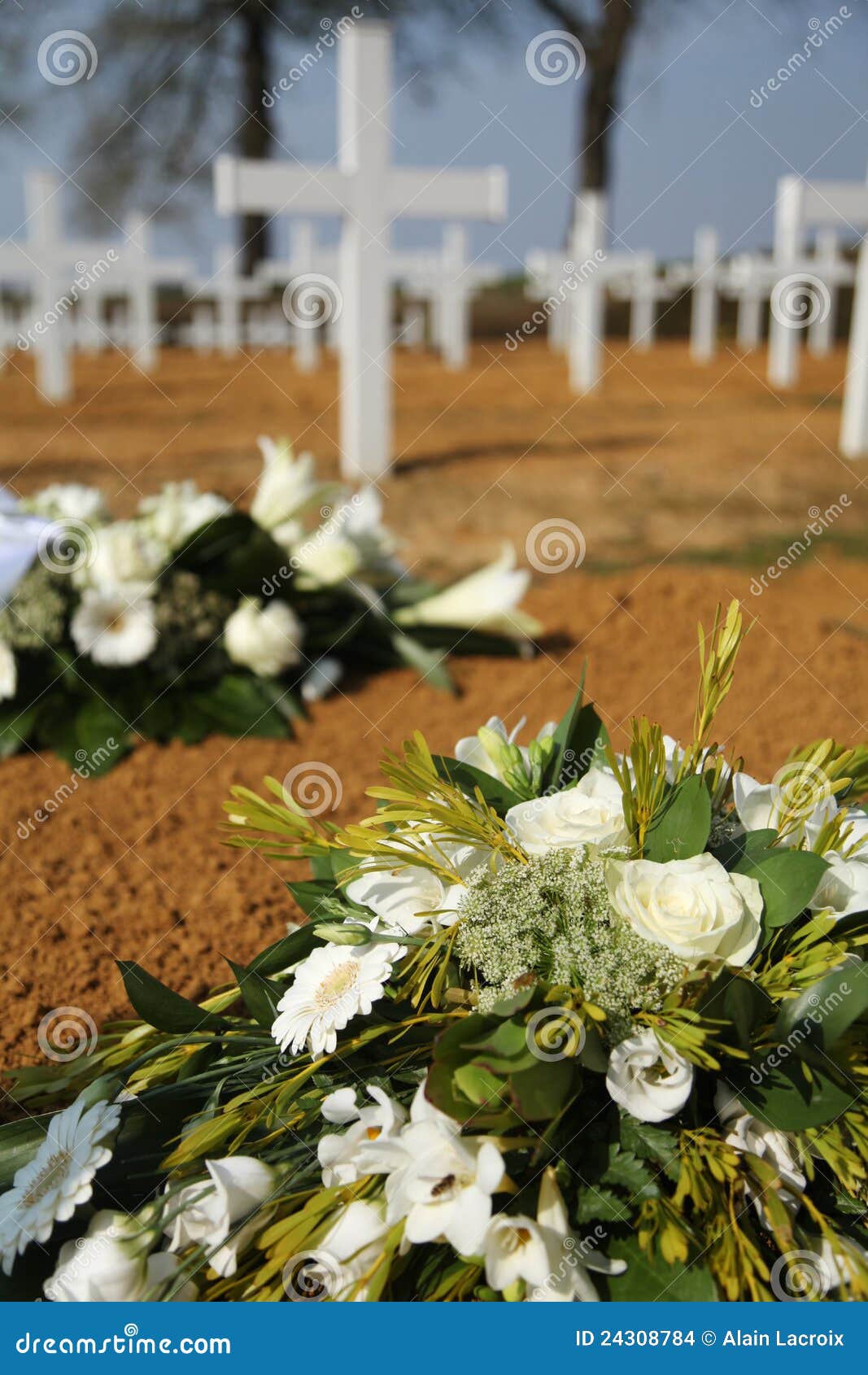 Sentire Odore Di Fiori Di Cimitero Significato Fiori del cimitero fotografia stock. Immagine di fiori - 24308784