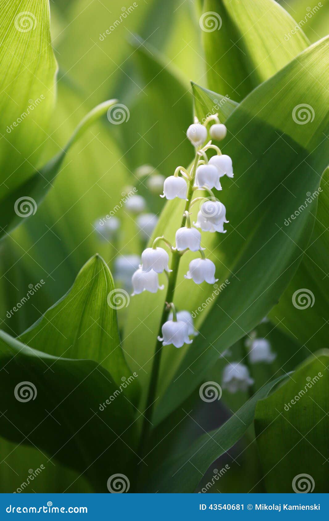 Mughetto | Consigli Di Cura E Coltivazione - Foto 7