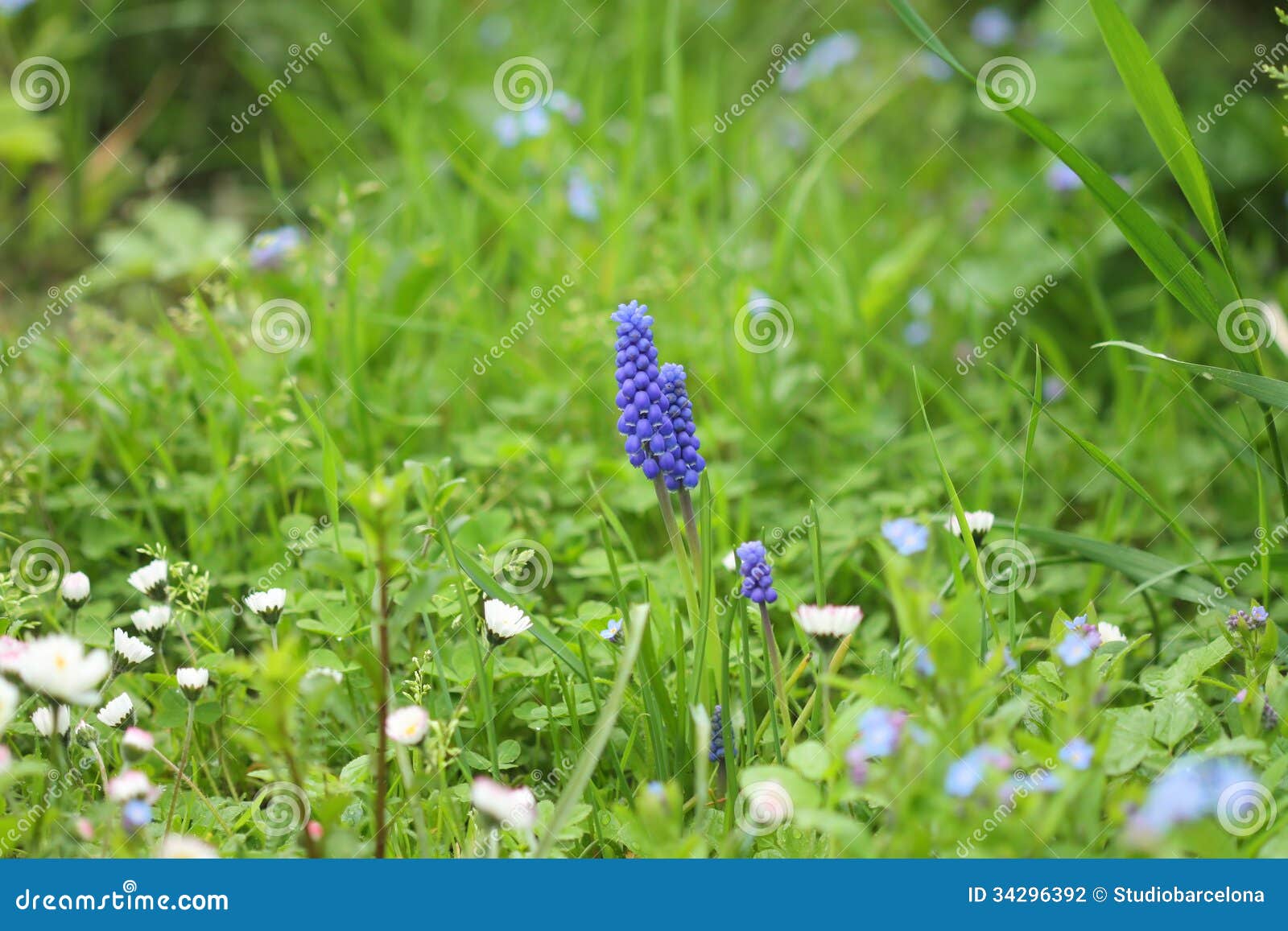 Fiori del prato inglese fotografia stock. Immagine di ...