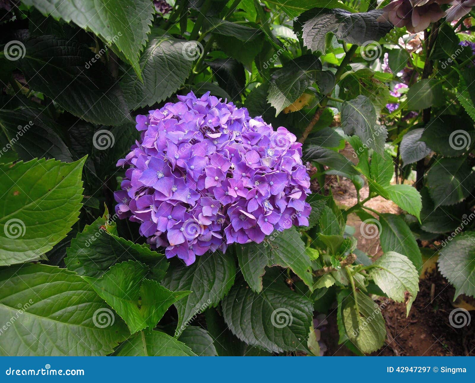 Fiori Dell'ortensia Di Palla-forma Di Violet Purple ...