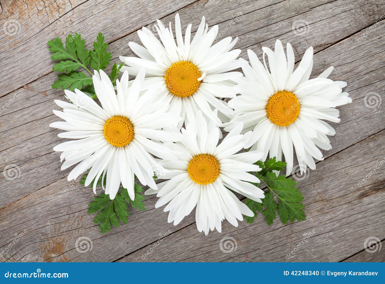 Fiori Della Camomilla Della Margherita Su Fondo Di Legno