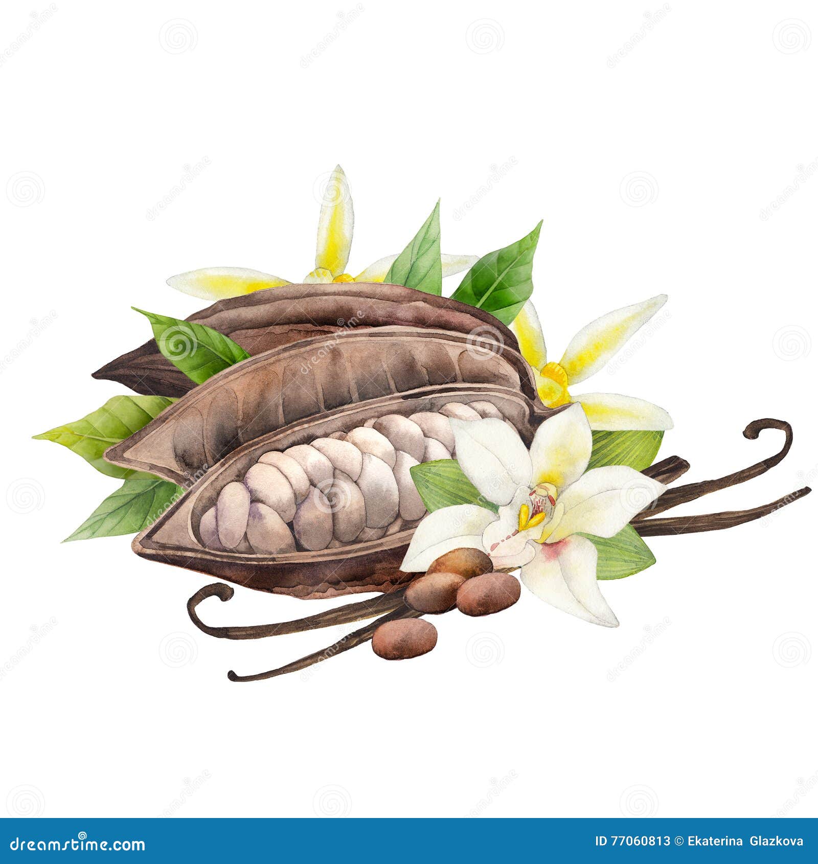Fiori Della Frutta E Della Vaniglia Del Cacao Dell Acquerello Illustrazione Di Stock Illustrazione Di Illustrazione Crema