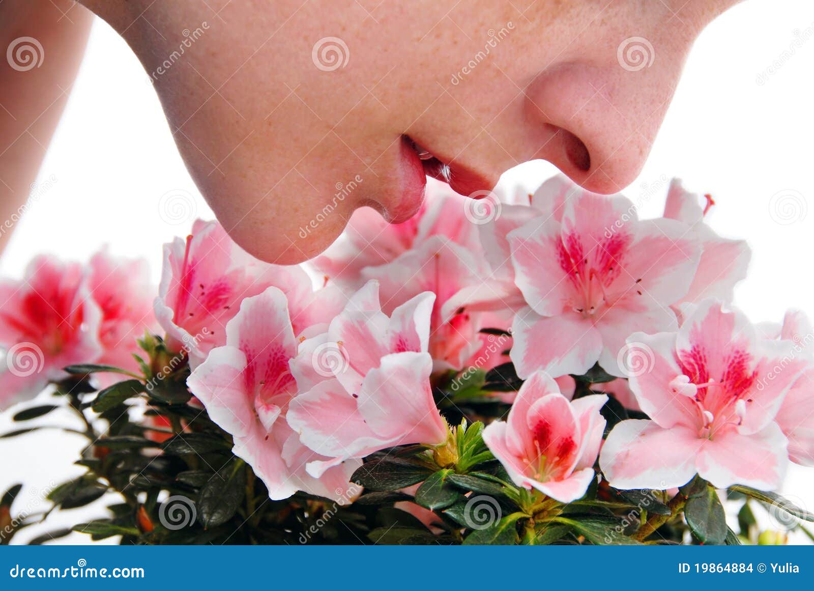 Sentire Odore Di Fiori Di Cimitero Significato Fiori Dentellare Sententi L'odore Dell'azalea Fotografia Stock