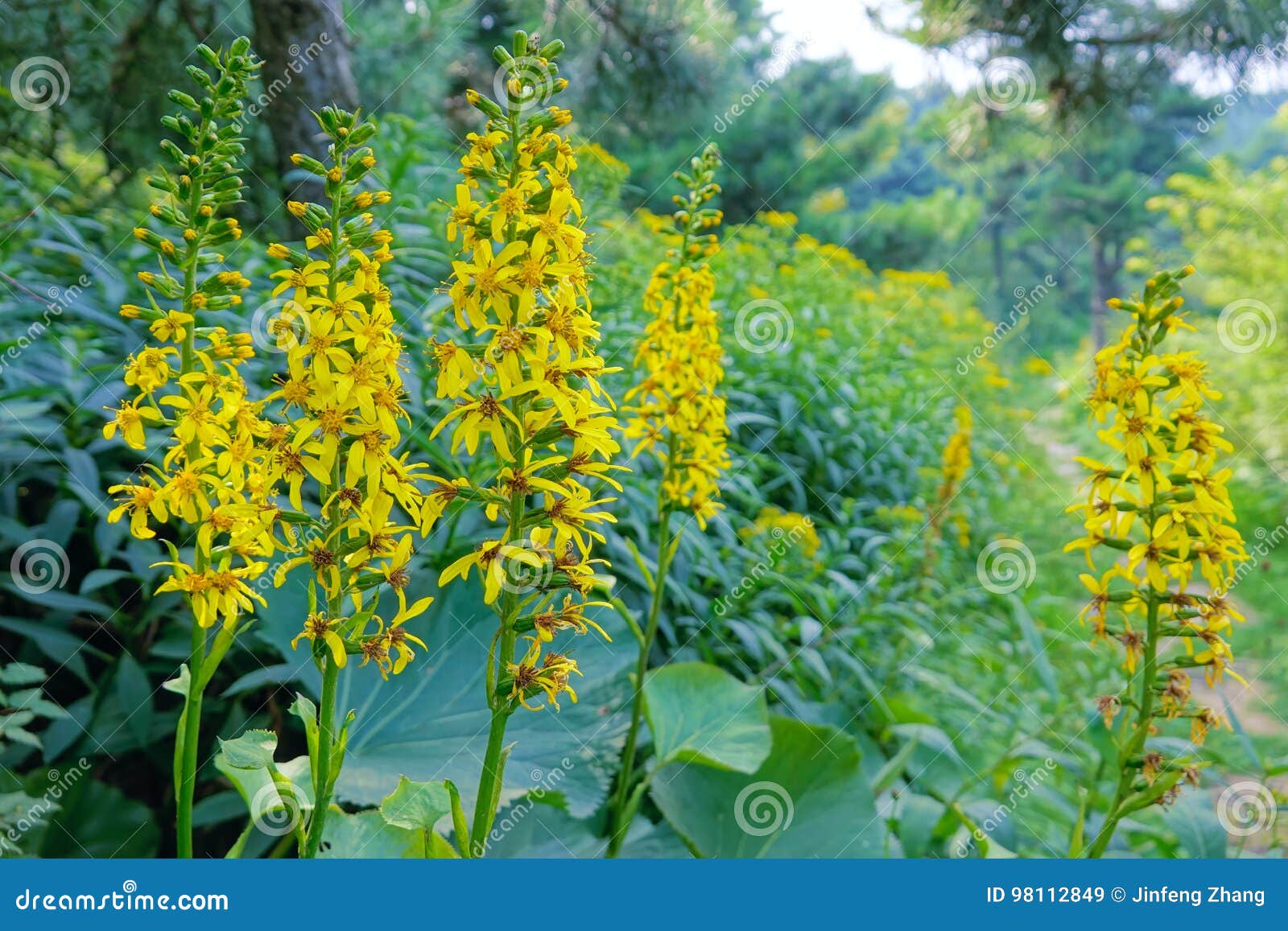 Fiori di Ligularia immagine stock. Immagine di fioritura - 98112849