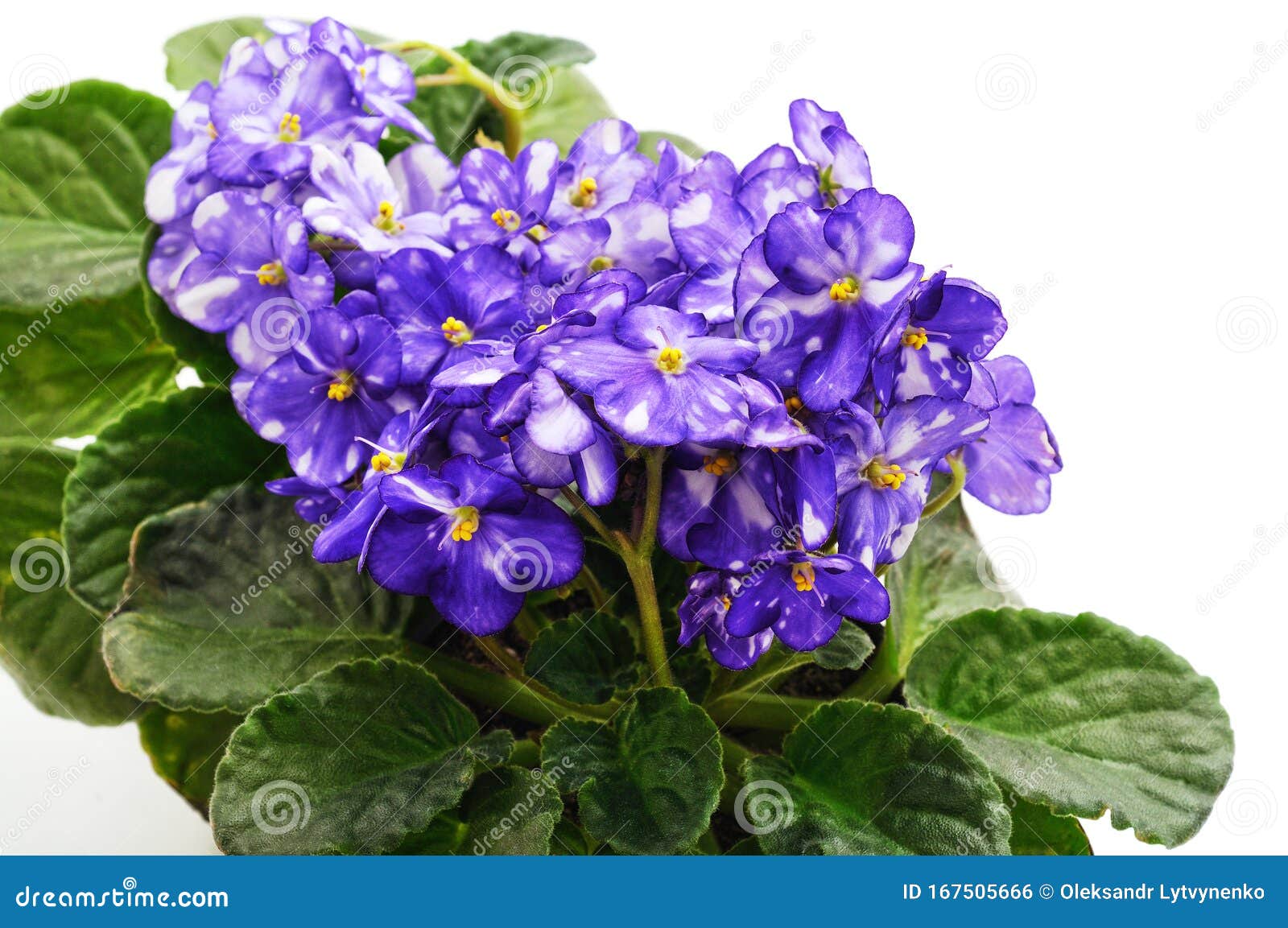 Fiori Di Violetto Blu Con Strisce Fotografia Stock - Immagine di delicato, fiori: 167505666