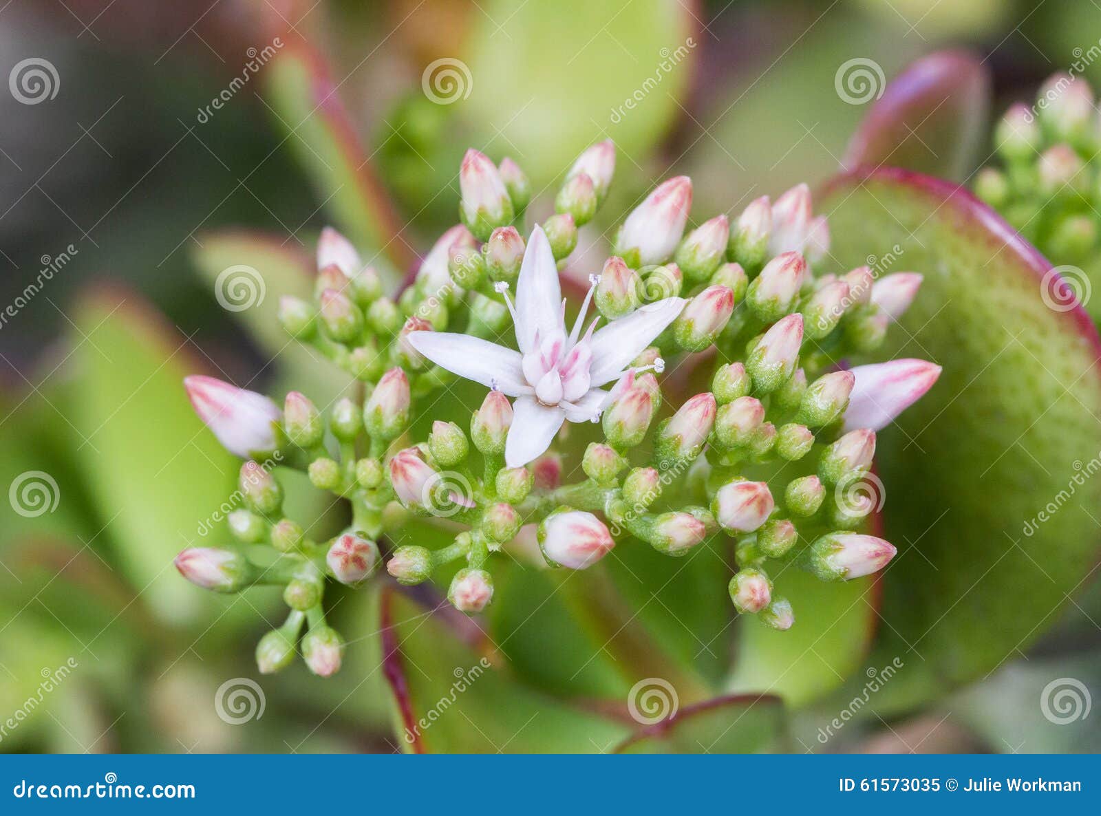 Fiori e germogli di un albero della giada. Fioriture in anticipo dei fiori rosa e bianchi del tipo di stella dal ovata della crassula, conosciute popolare come l'albero della giada, un nativo succulente della pianta nel Sudafrica Pianta fotografata in California del Nord