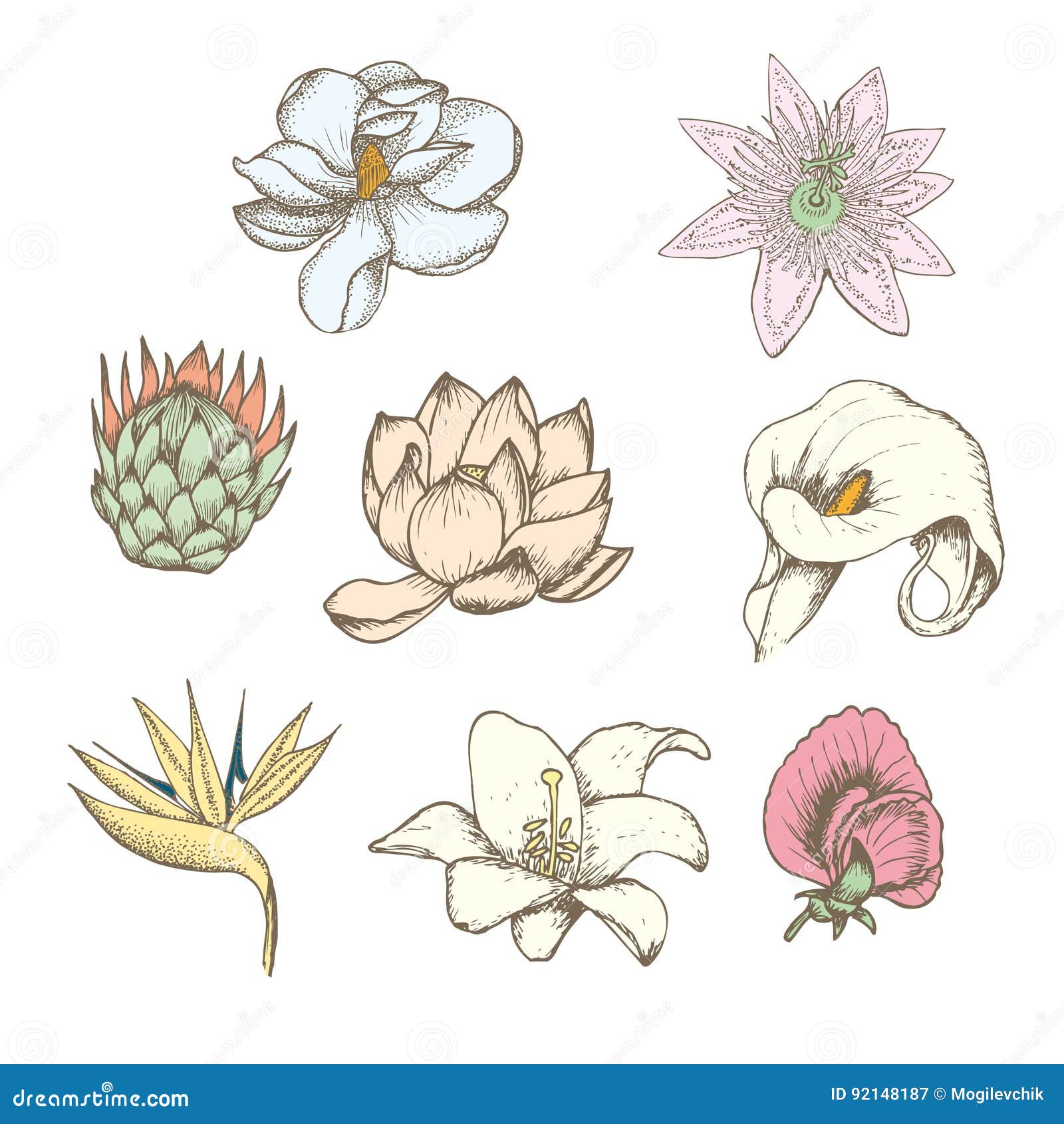 Fiori Esotici Botanici Di Disegno Colorati Messi Illustrazione Vettoriale Illustrazione Di Estratto Fiorisca 92148187
