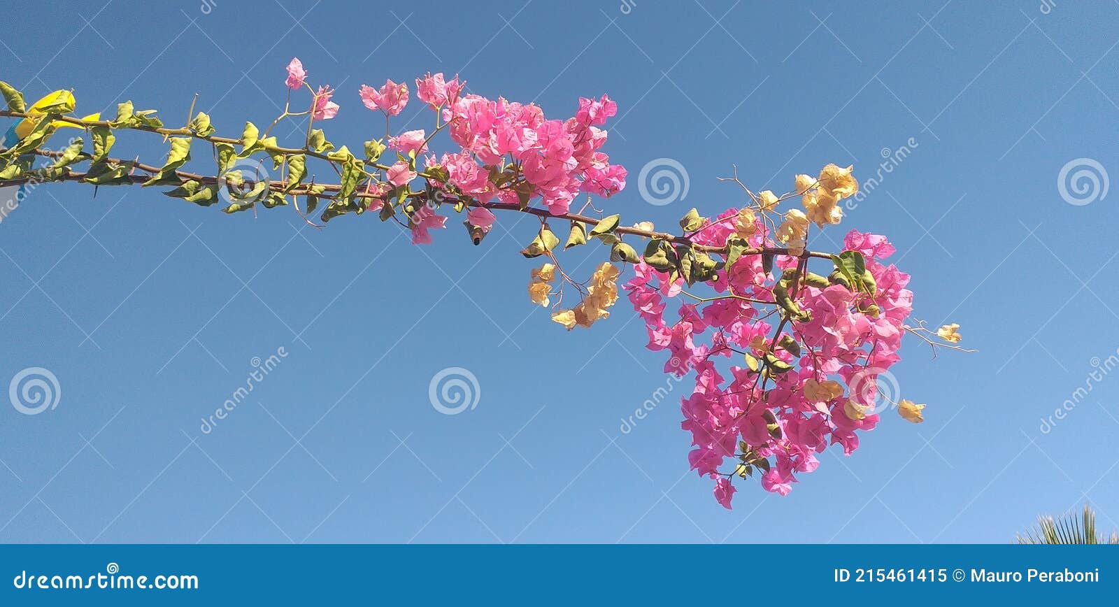 fiori fucsia di buganville con cielo sereno