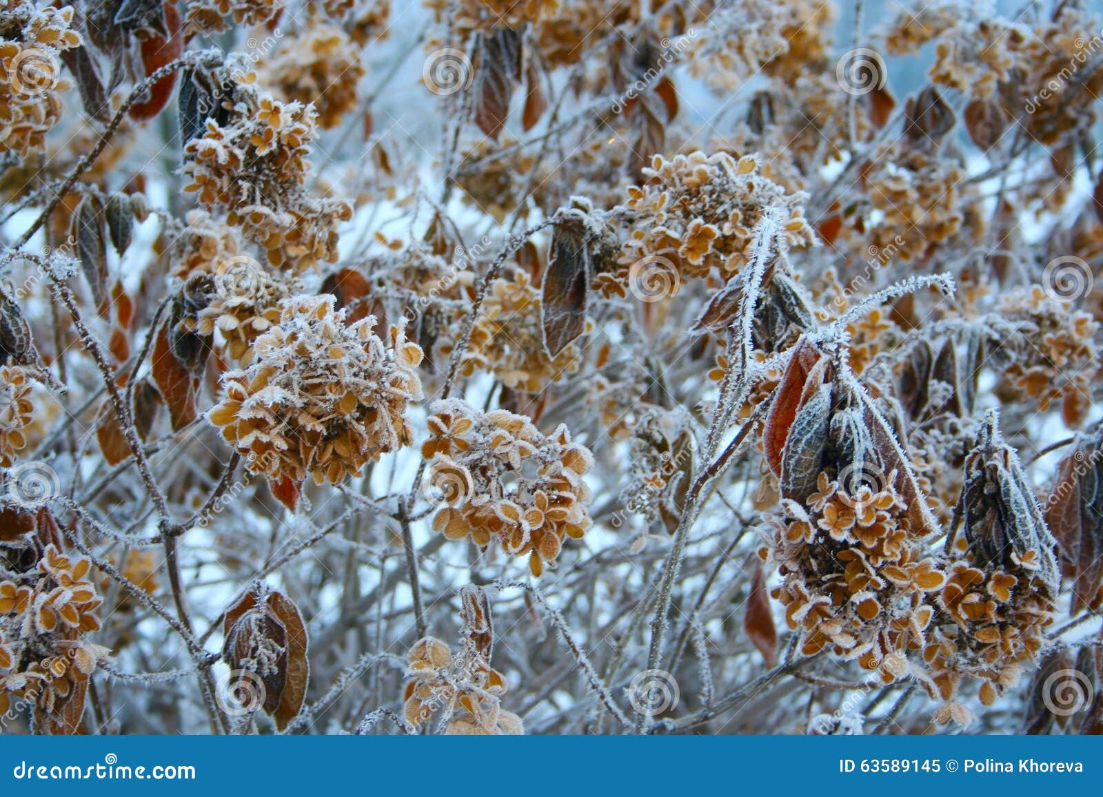 Fiori gelidi. Fiori asciutti gelidi con i cristalli di ghiaccio