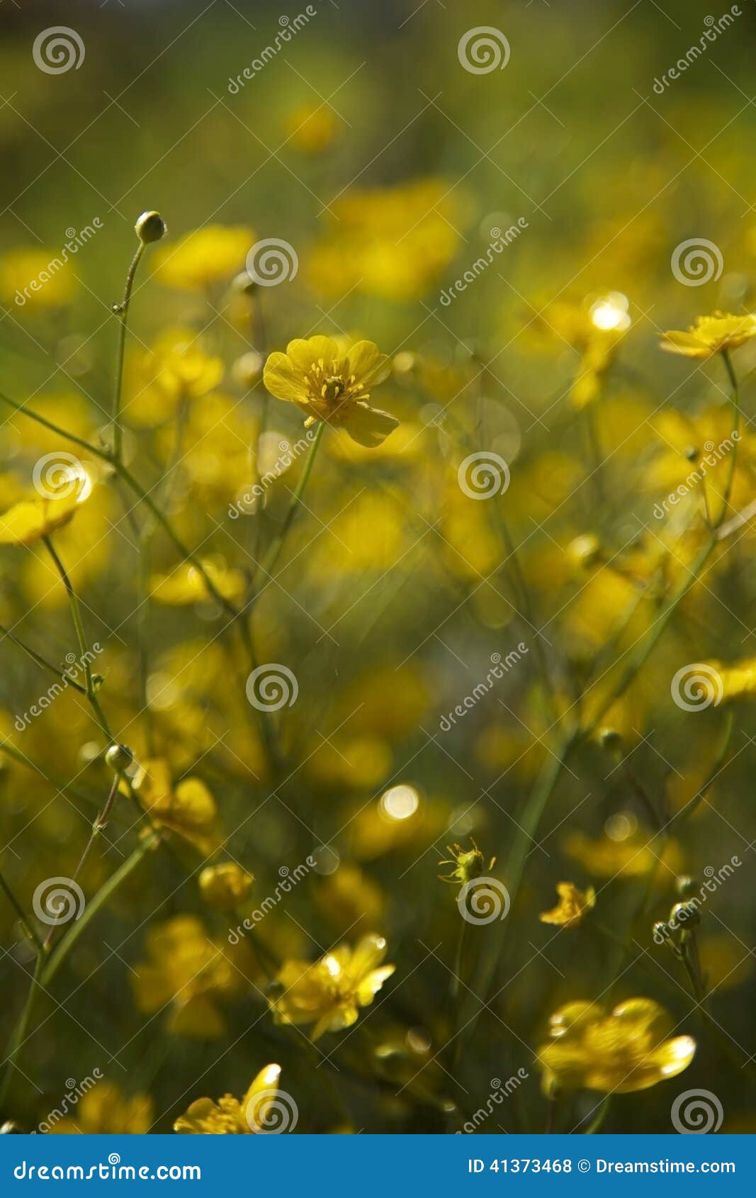 Fiori gialli che fioriscono in sole con fondo verde. Ranuncoli di prato che fioriscono in Finlandia