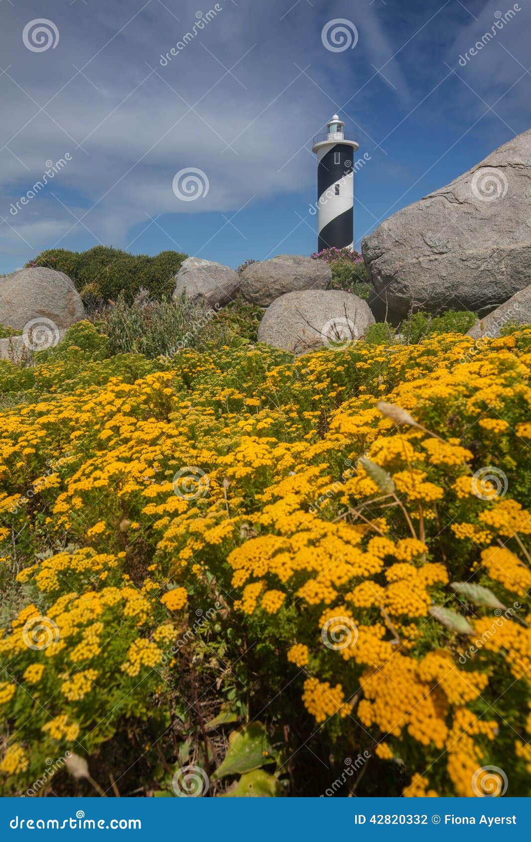 Fiori Gialli Con Il Faro Nei Precedenti Fotografia Stock ...