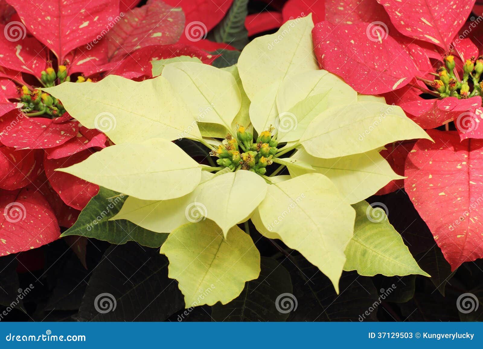 Stella Di Natale Foglie Gialle.Fiori Gialli Della Stella Di Natale Immagine Stock Immagine Di Fiore Fiori 37129503