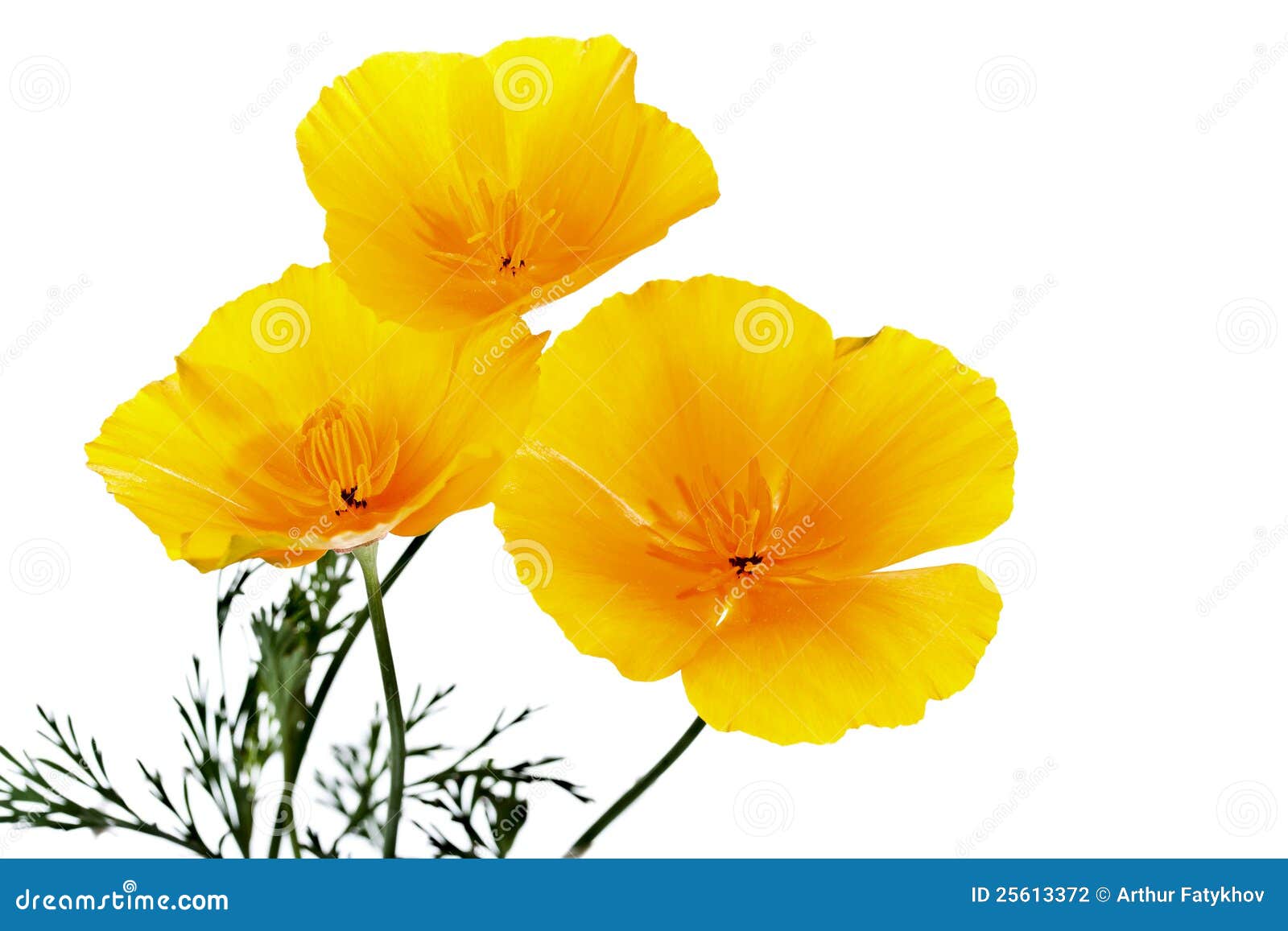 Fiori gialli di estate fotografia stock. Immagine di disegno - 25613372
