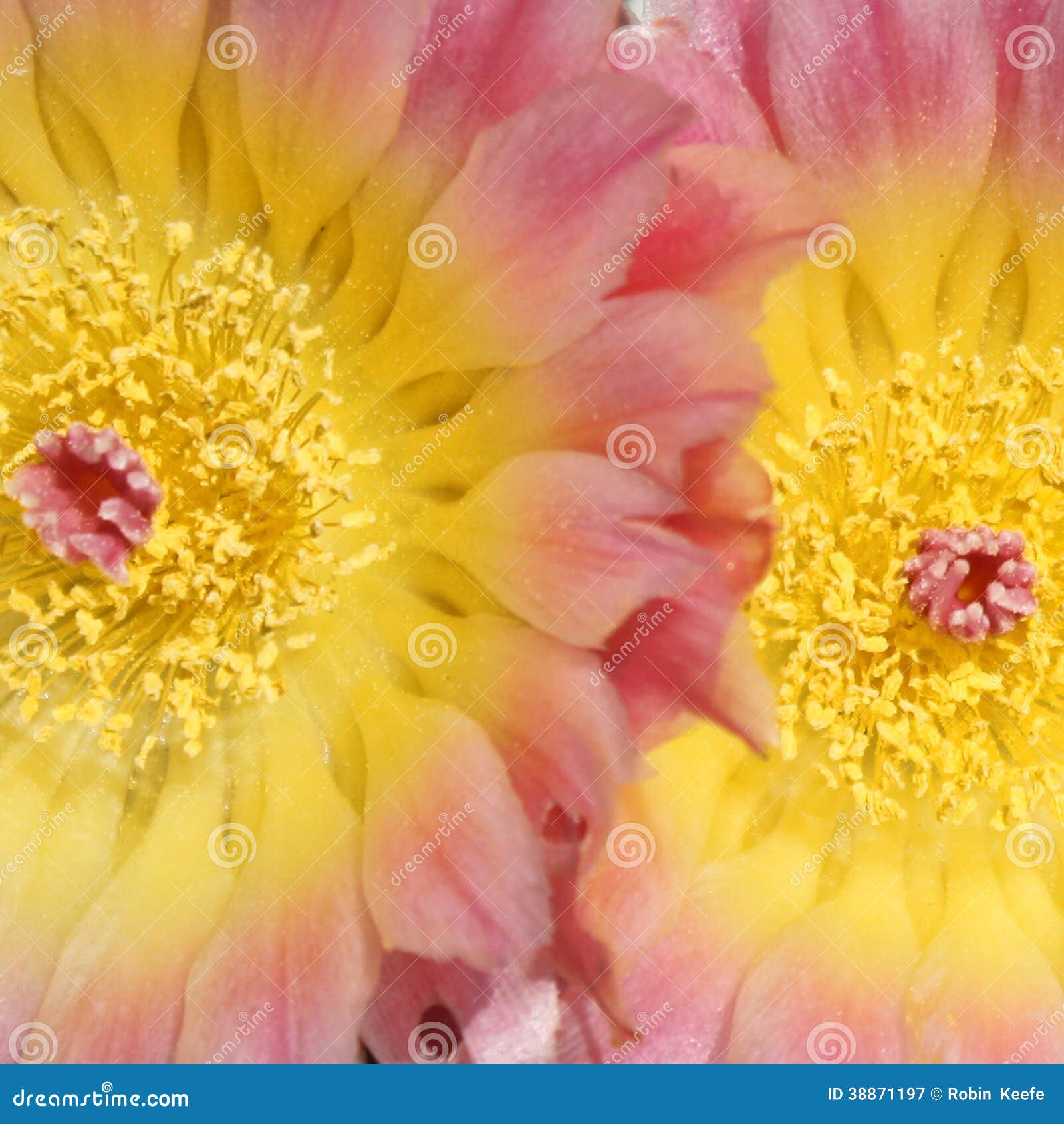 Fiori Gialli E Rosa.Fiori Gialli E Rosa Del Cactus Immagine Stock Immagine Di