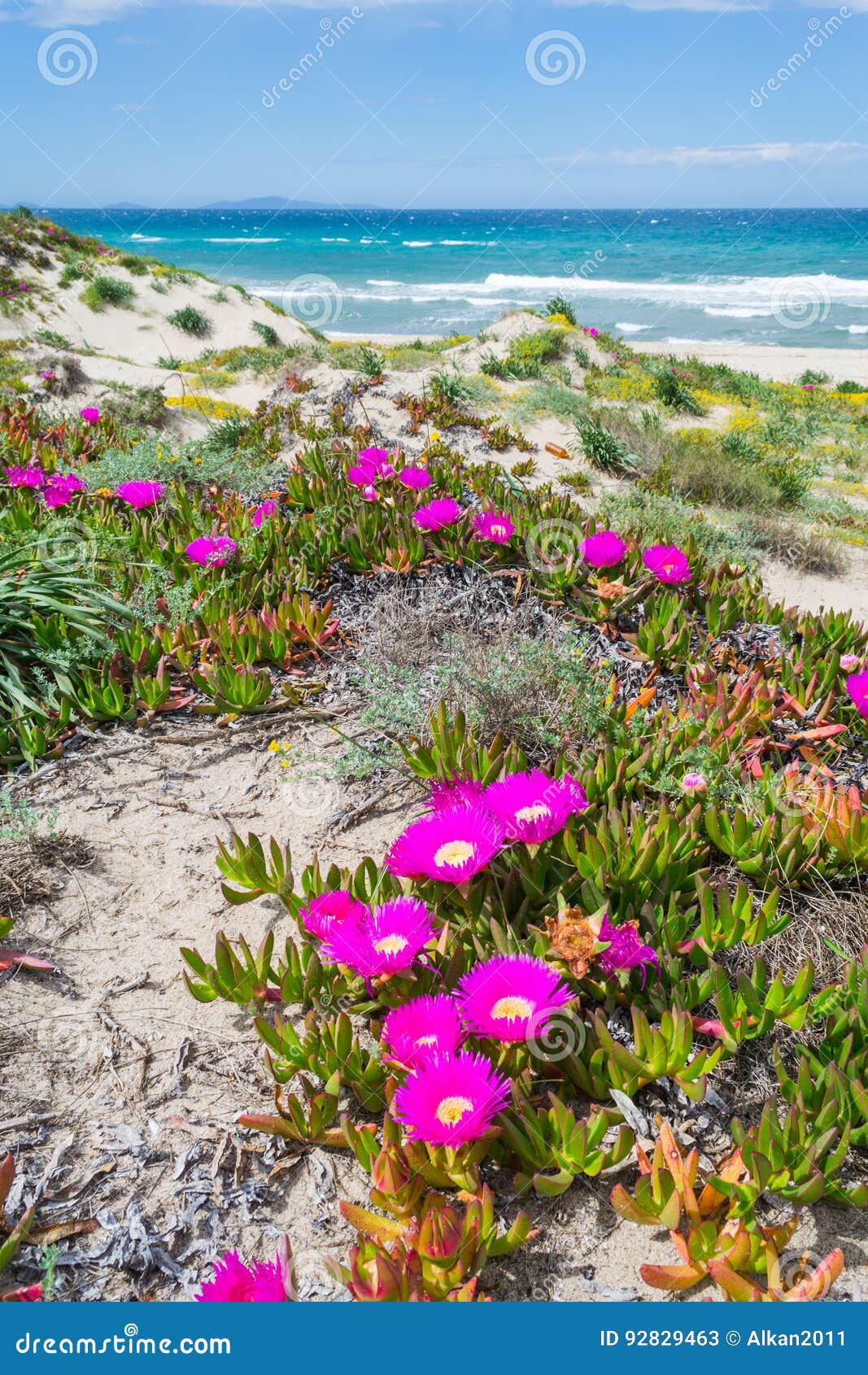 Fiori Rosa In Spiaggia Di Platamona Immagine Stock