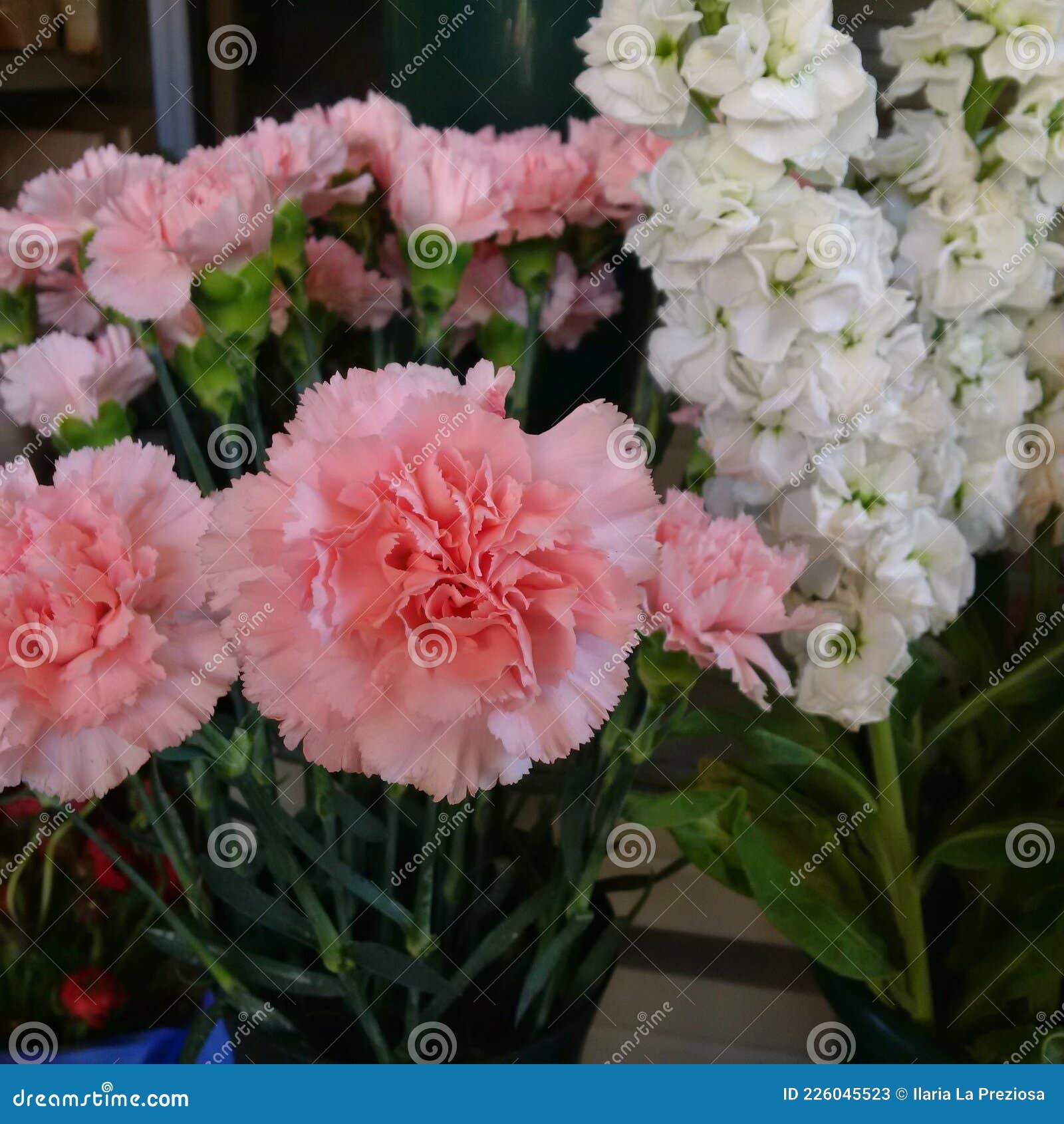 Fiori rosa in vaso stock image. Image of fiori, rosa - 226045523