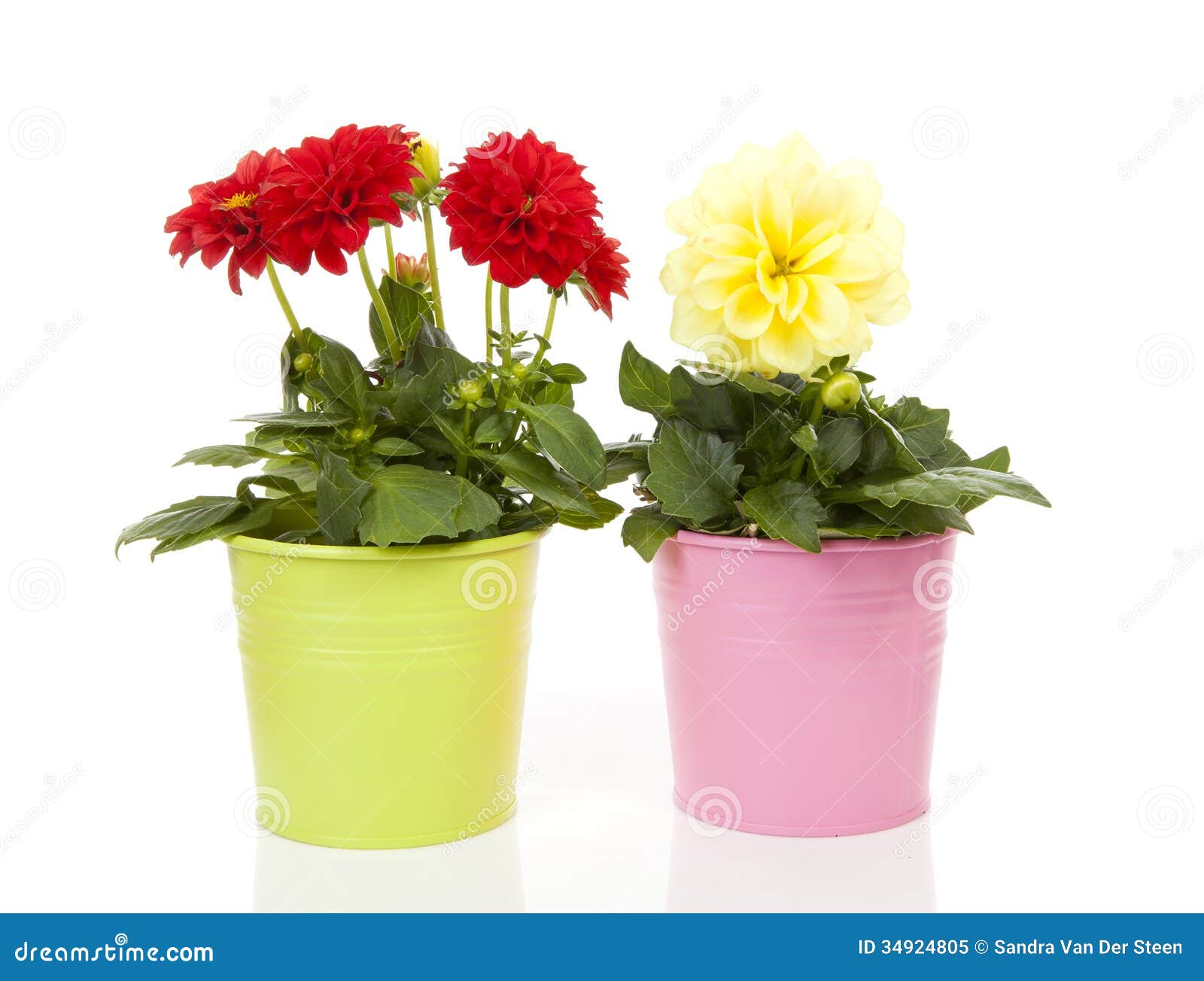 Fiori Rossi E Gialli Della Dalia in Vaso Immagine Stock - Immagine di  fioritura, rosa: 34924805