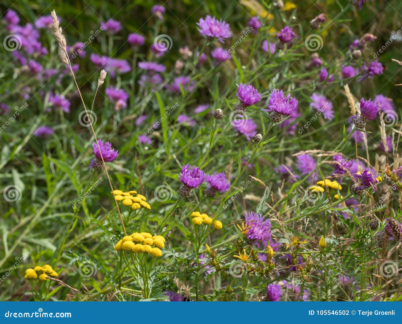 Fiori selvaggi variopinti. Giacimento di fiore dei fiori naturali misti