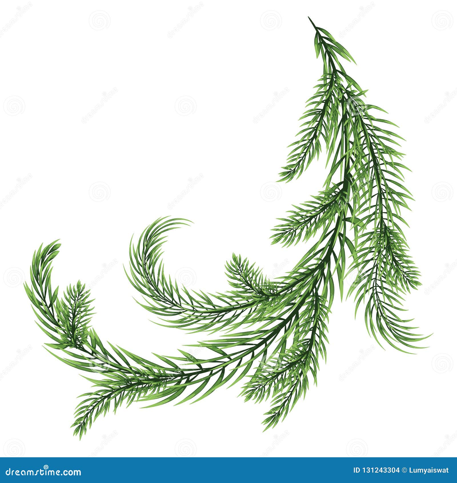 fir branch  on white background