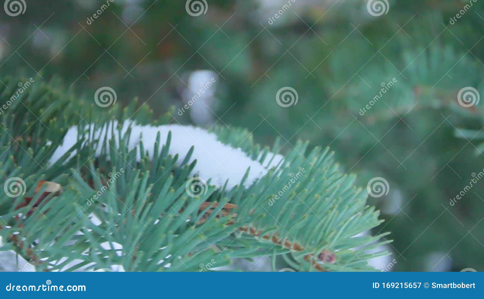fir branches covered with hoar frost shoot in raw, slide movement