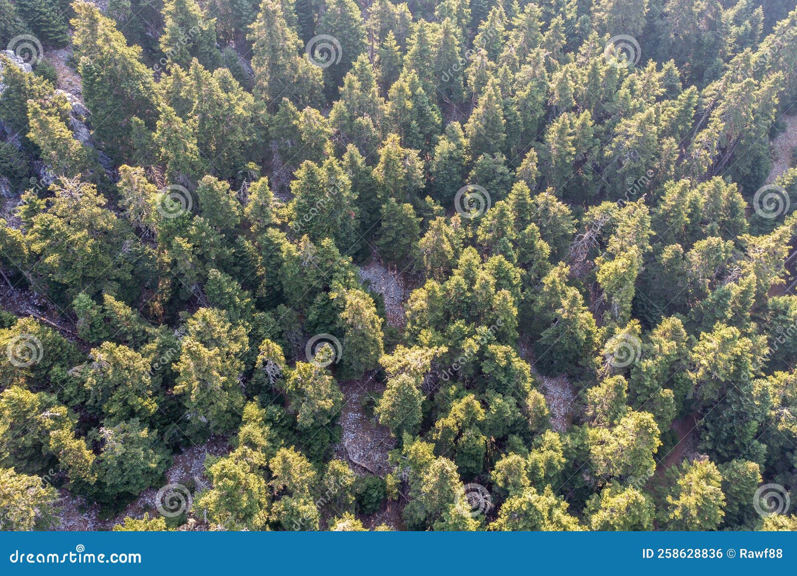 fir forest aerial drone view. coniferous trees on parnassos mountain, greece