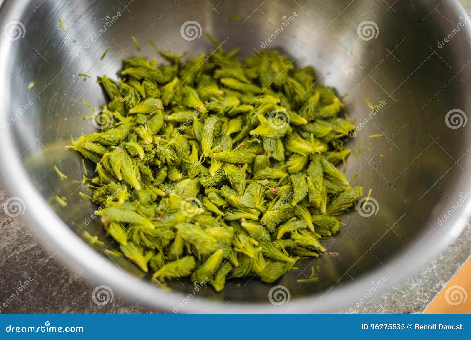 fir fresh tips into an inox bowl for a beer recipe