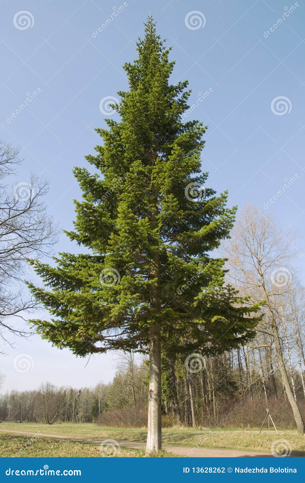 Firtree stock photo. Image of cone, spruce, trunk, park 13628262