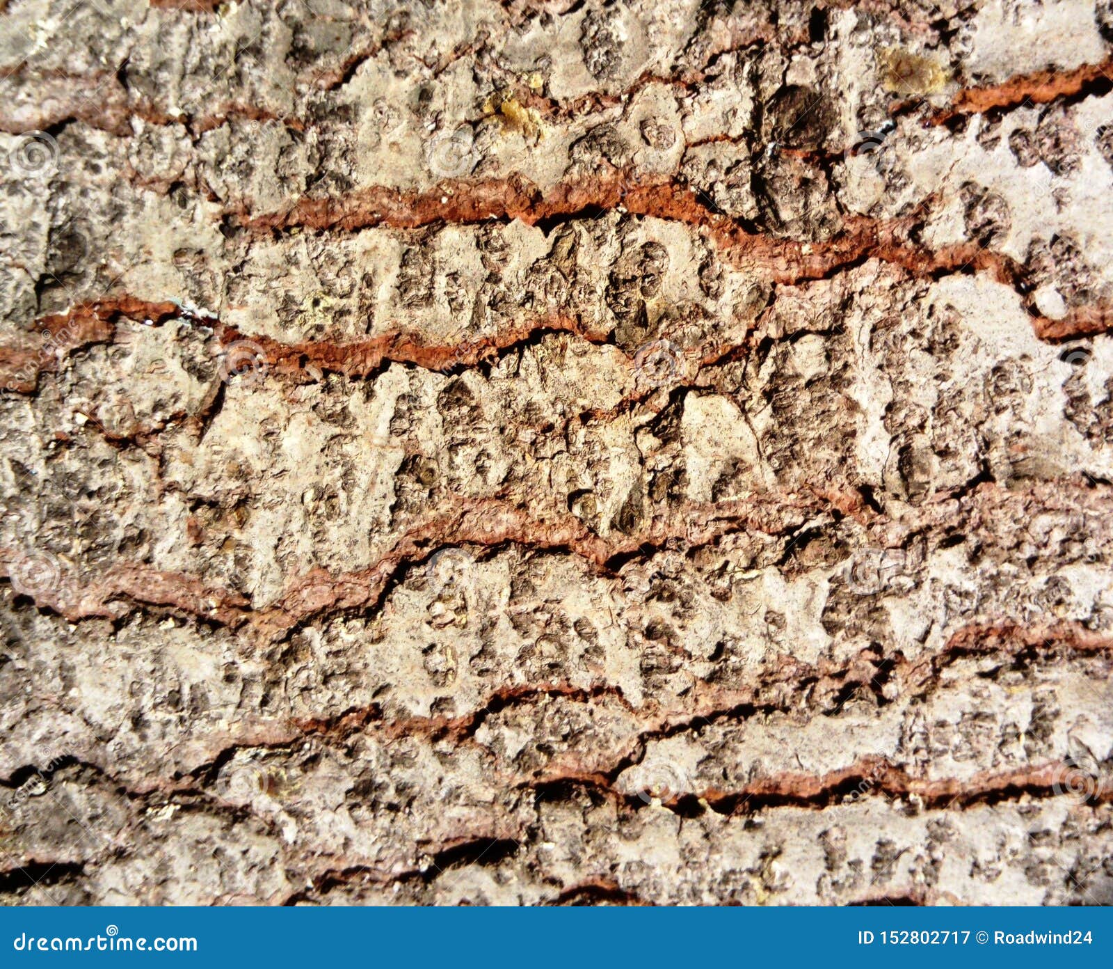 Fir tree bark close up stock image. Image of forest 152802717