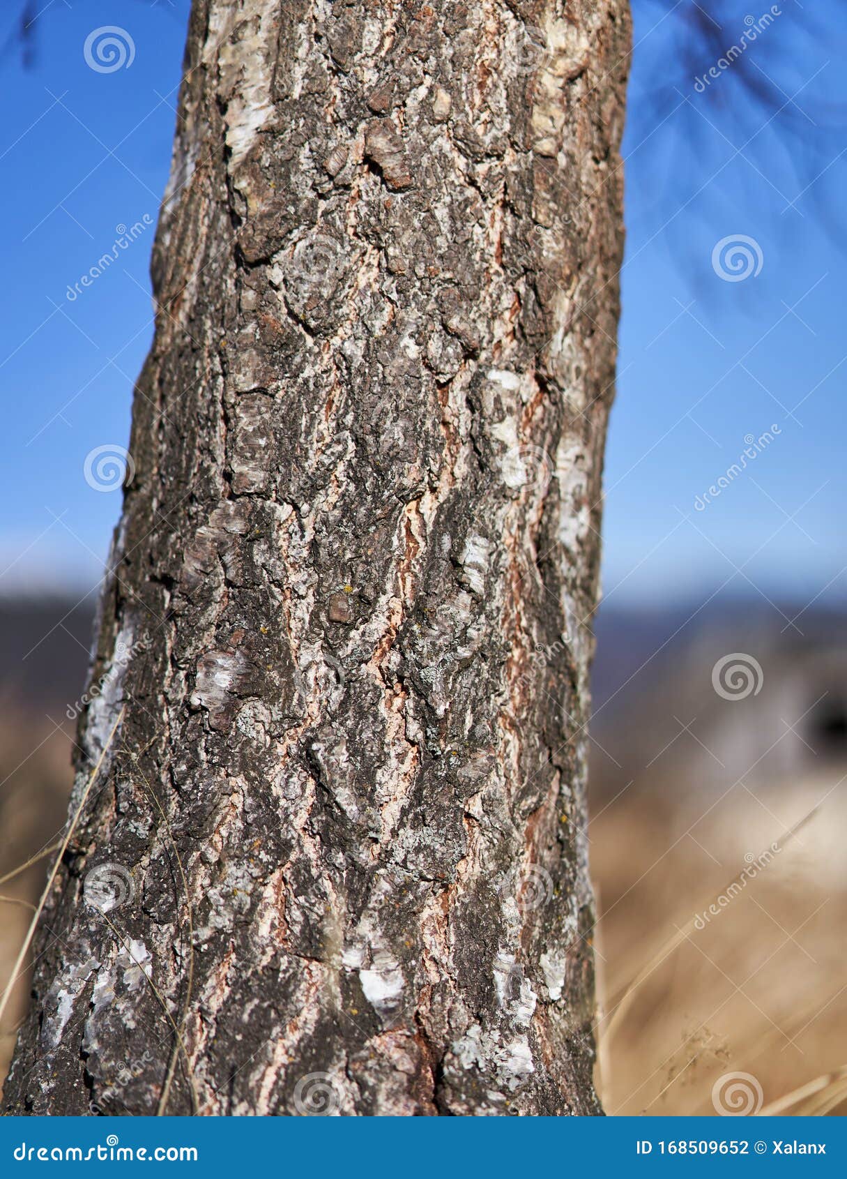 Fir tree bark stock photo. Image of surface, environment 168509652