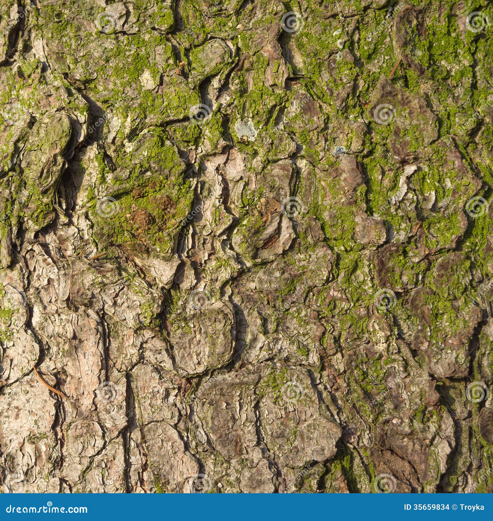 Fir tree bark texture. stock photo. Image of color, textured 35659834