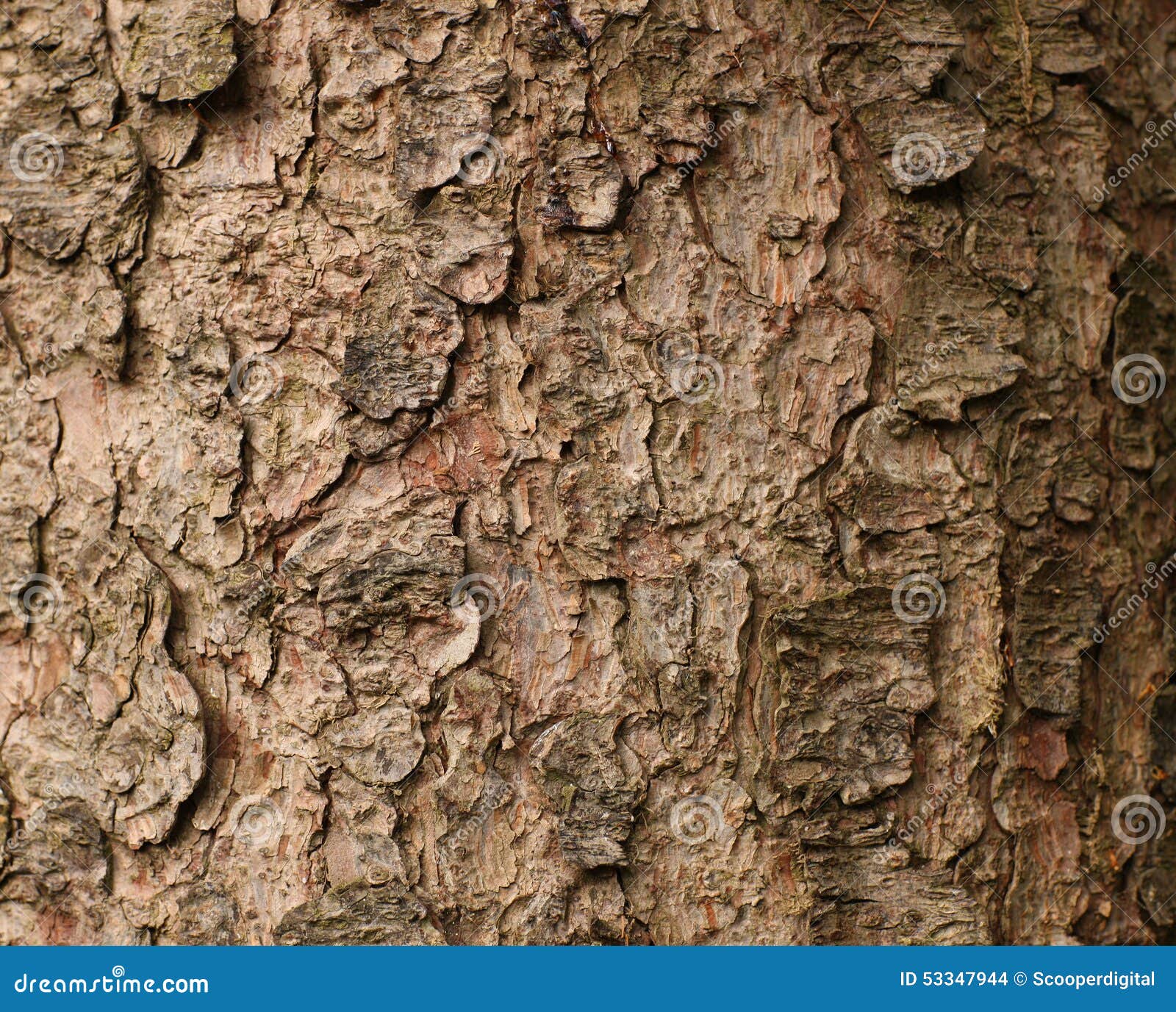 Fir Tree Bark wallpaper stock photo. Image of trunk, timber 53347944